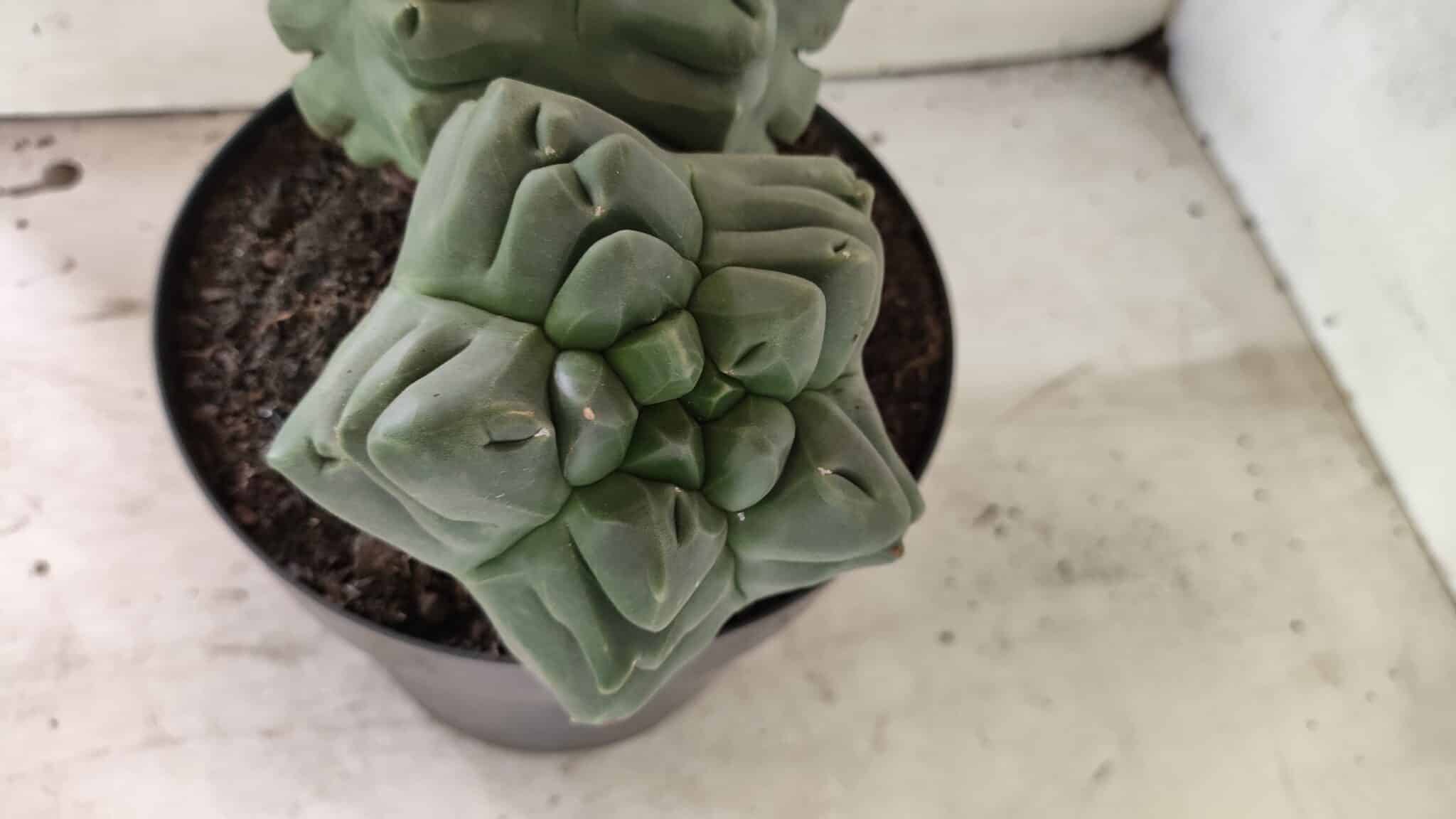 MATRIZ ASTROPHYTUM cv KIKKO "Bicéfalo" Nº 1123 – vaso 17 - foto 10