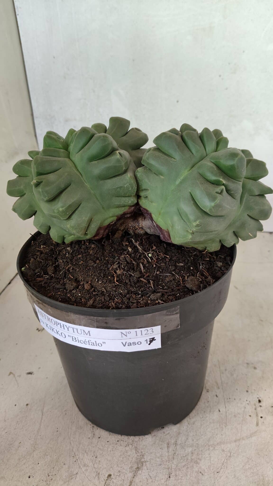 MATRIZ ASTROPHYTUM cv KIKKO "Bicéfalo" Nº 1123 – vaso 17 - foto 9