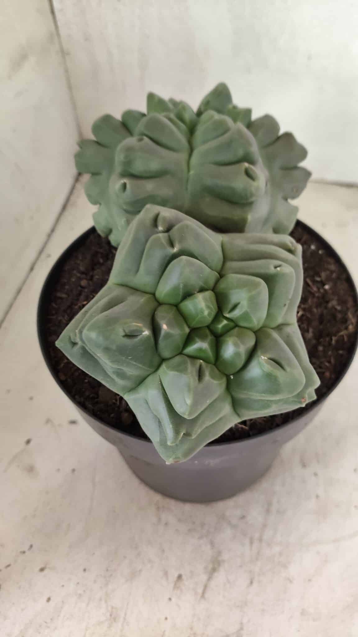 MATRIZ ASTROPHYTUM cv KIKKO "Bicéfalo" Nº 1123 – vaso 17 - foto 8