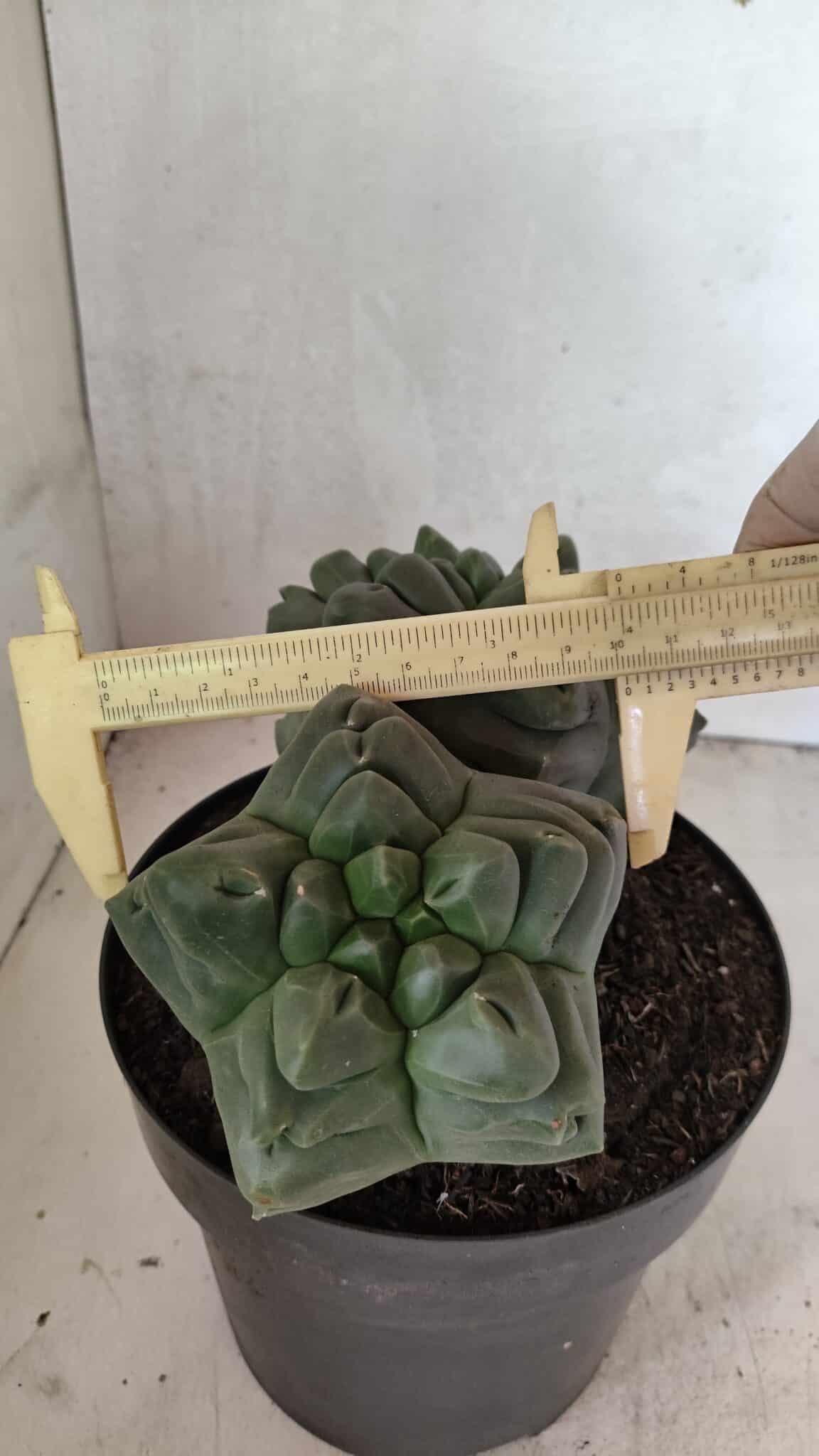MATRIZ ASTROPHYTUM cv KIKKO "Bicéfalo" Nº 1123 – vaso 17 - foto 6