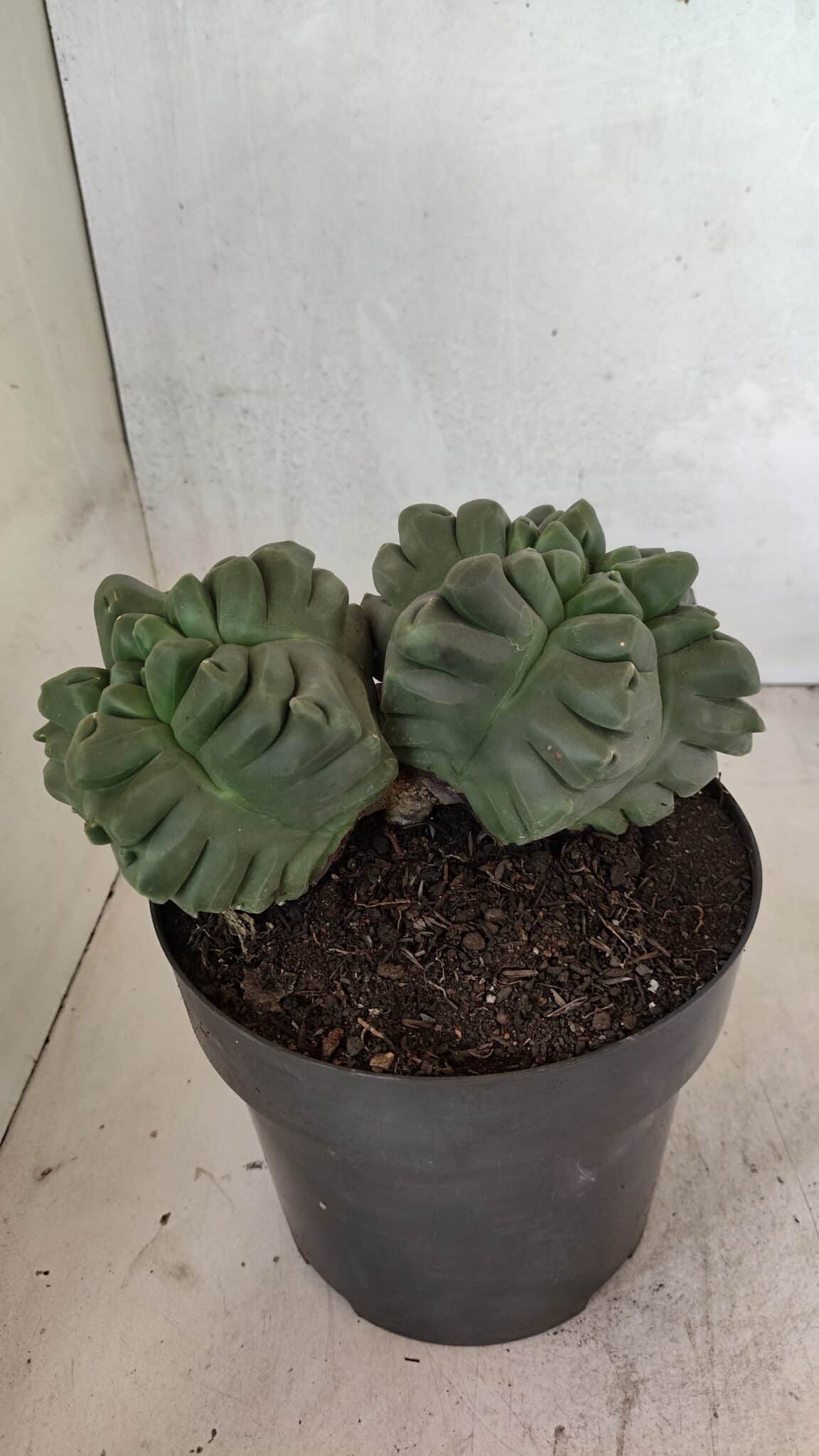 MATRIZ ASTROPHYTUM cv KIKKO "Bicéfalo" Nº 1123 – vaso 17 - foto 7