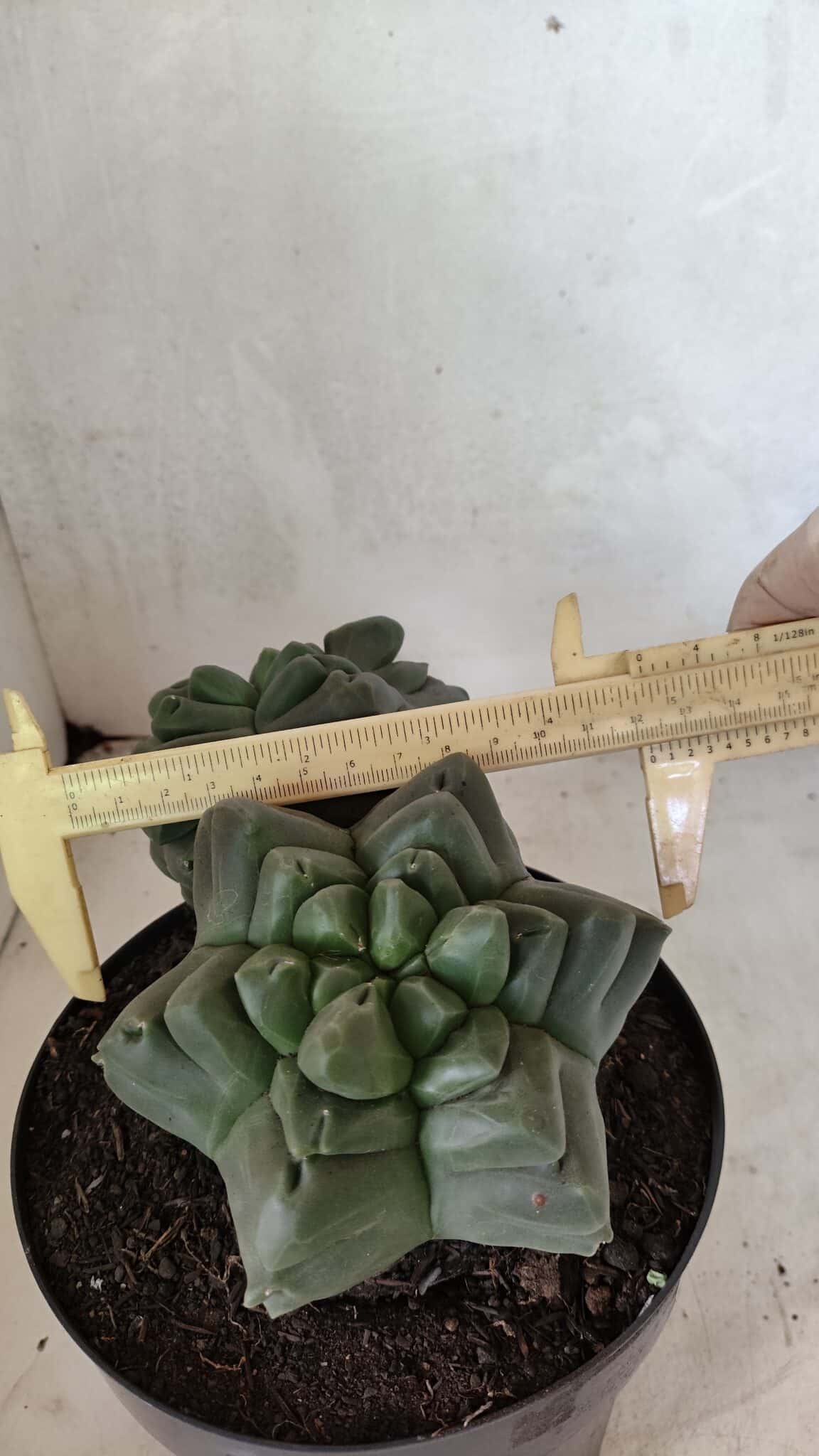 MATRIZ ASTROPHYTUM cv KIKKO "Bicéfalo" Nº 1123 – vaso 17 - foto 5