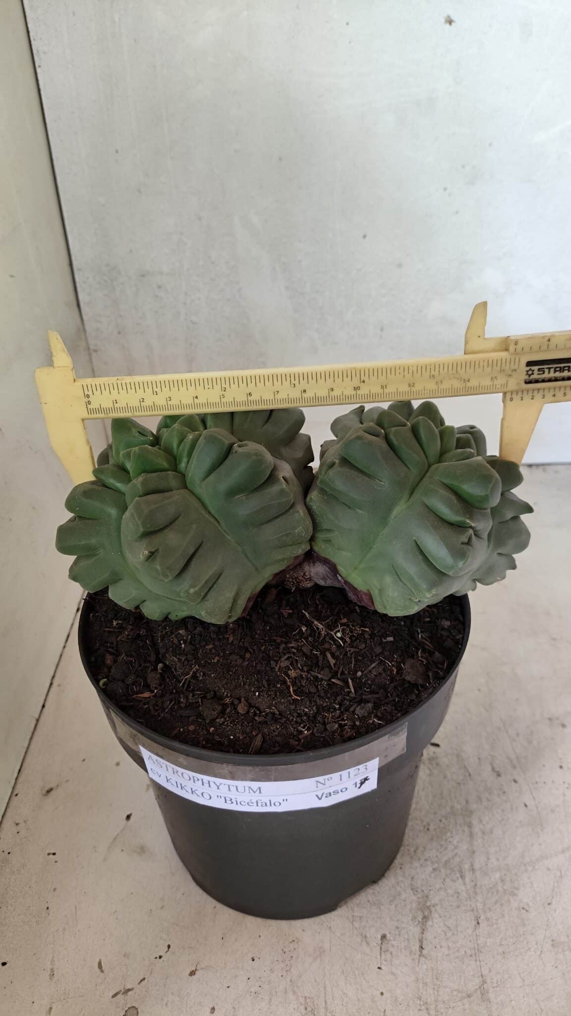 MATRIZ ASTROPHYTUM cv KIKKO "Bicéfalo" Nº 1123 – vaso 17 - foto 4