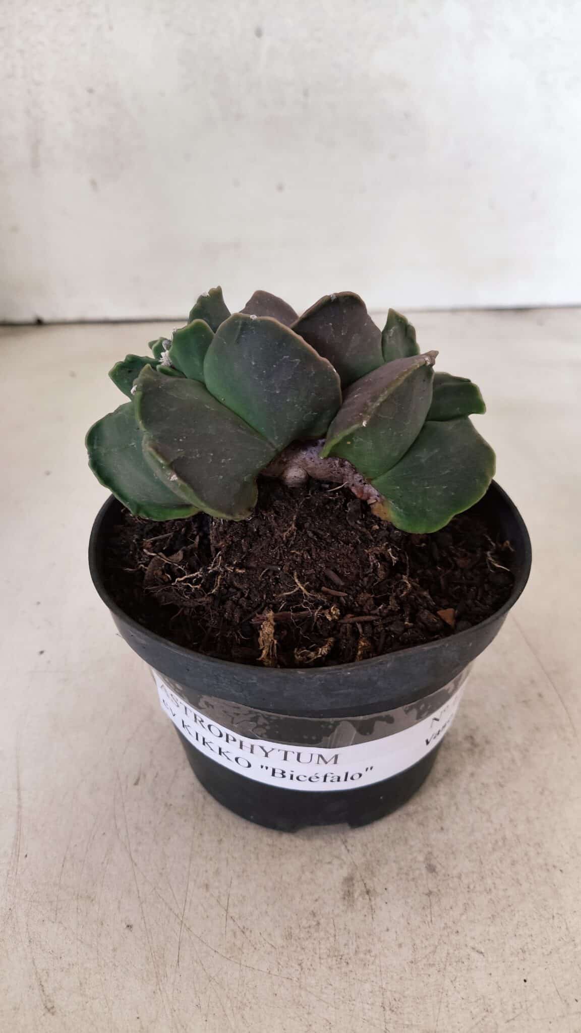 MATRIZ ASTROPHYTUM cv KIKKO "Bicefalo"  Nº 1145 – vaso 11 - foto 2