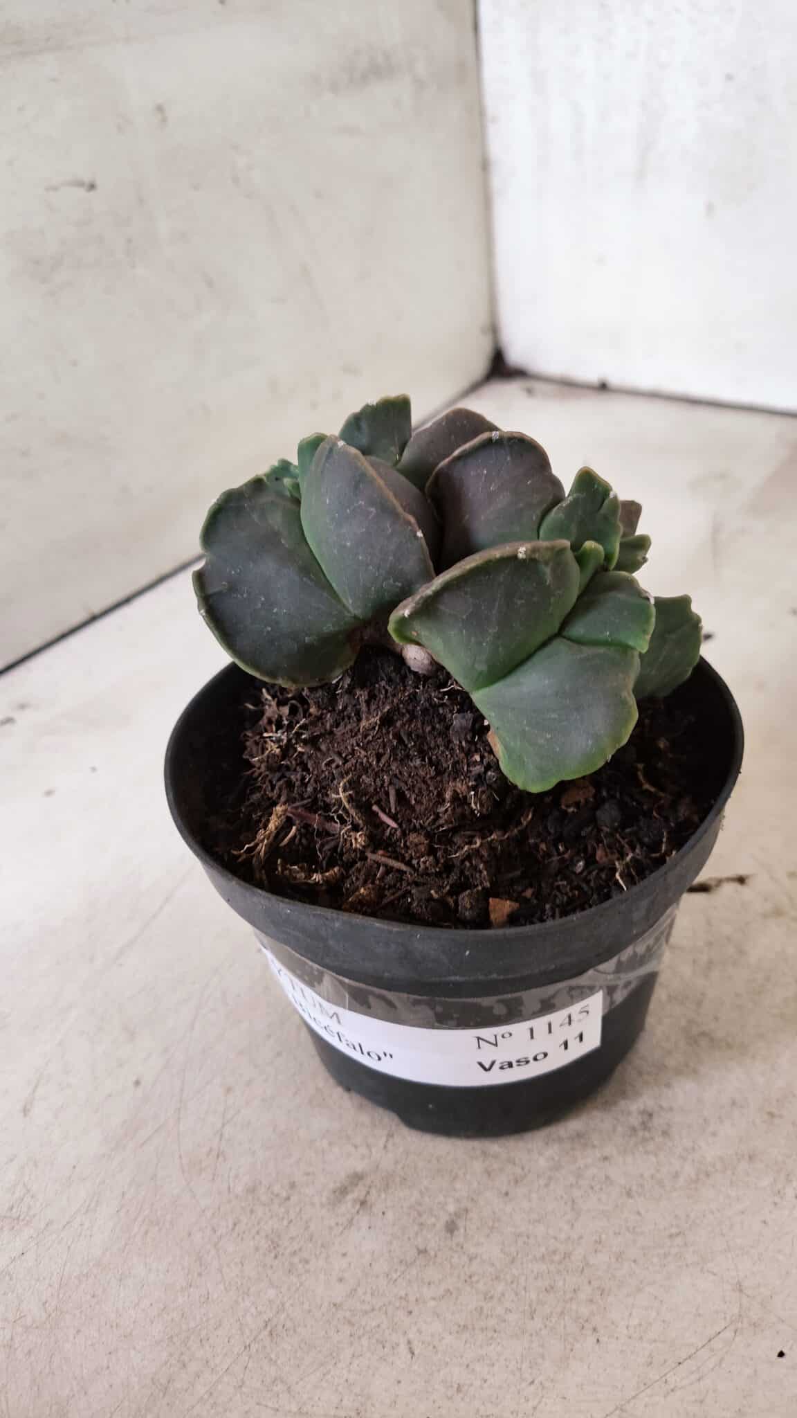 MATRIZ ASTROPHYTUM cv KIKKO "Bicefalo"  Nº 1145 – vaso 11 - foto 9