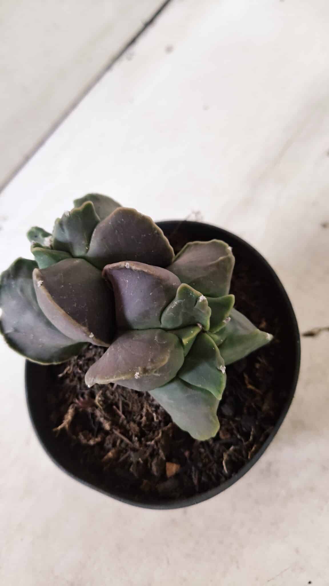 MATRIZ ASTROPHYTUM cv KIKKO "Bicefalo"  Nº 1145 – vaso 11 - foto 3