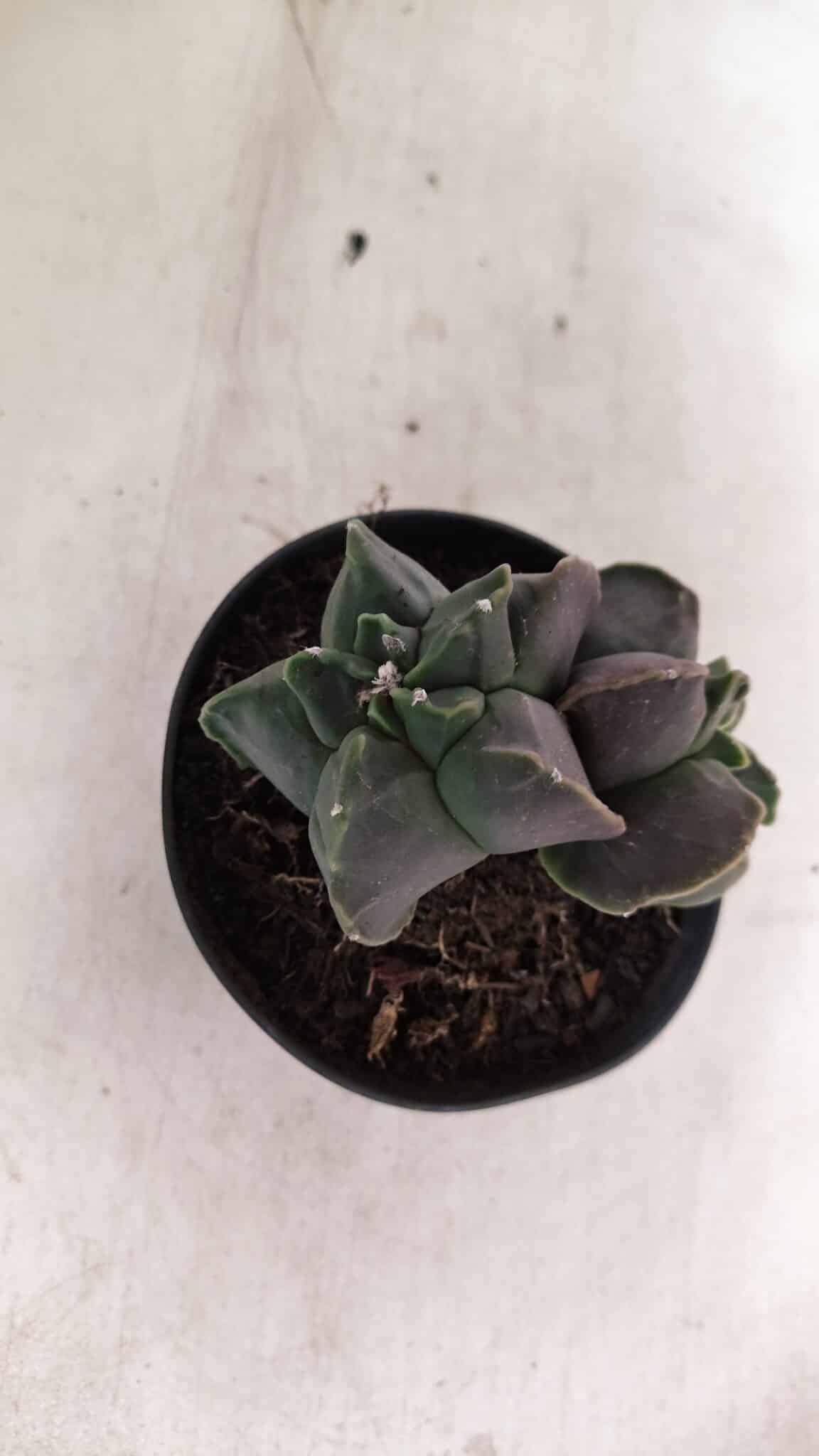 MATRIZ ASTROPHYTUM cv KIKKO "Bicefalo"  Nº 1145 – vaso 11 - foto 8