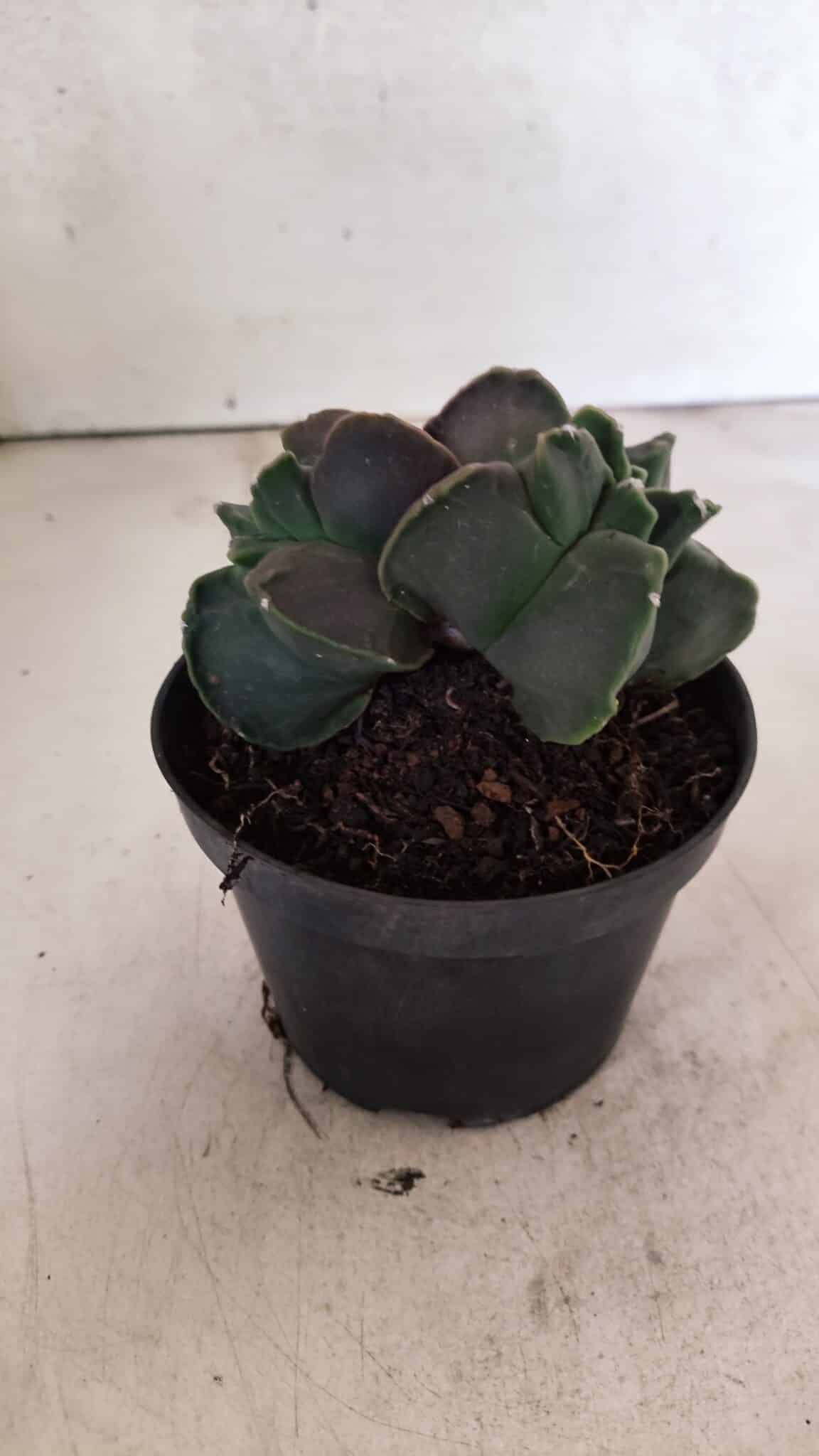 MATRIZ ASTROPHYTUM cv KIKKO "Bicefalo"  Nº 1145 – vaso 11 - foto 7