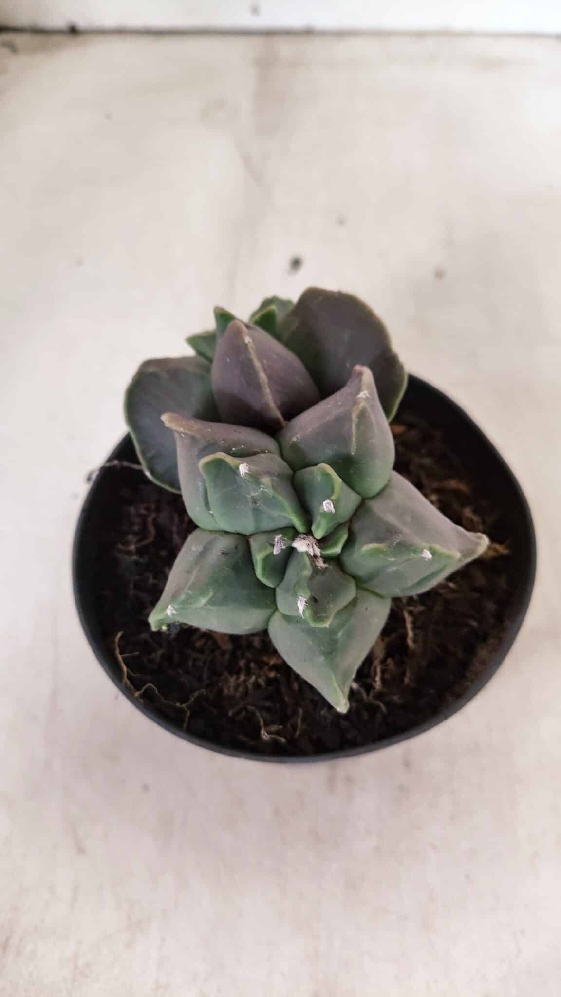 MATRIZ ASTROPHYTUM cv KIKKO "Bicefalo"  Nº 1145 – vaso 11 - foto 6