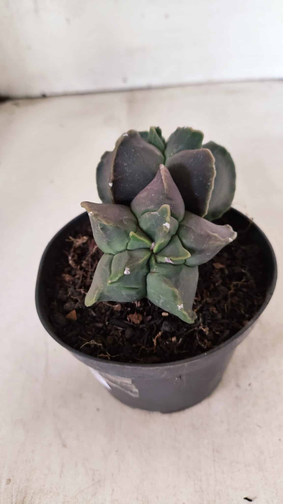 MATRIZ ASTROPHYTUM cv KIKKO "Bicefalo"  Nº 1145 – vaso 11 - foto 5