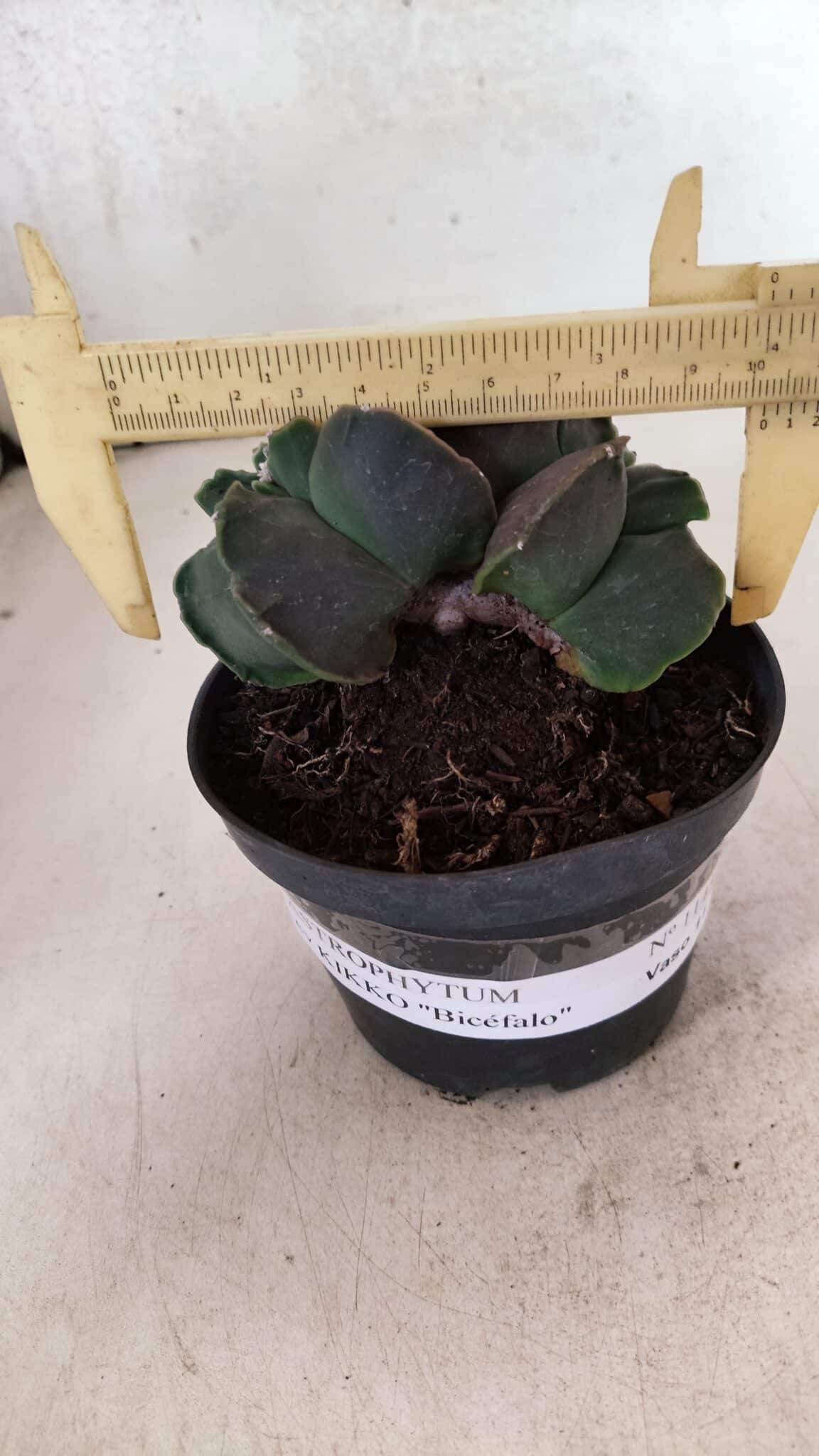 MATRIZ ASTROPHYTUM cv KIKKO "Bicefalo"  Nº 1145 – vaso 11 - foto 4