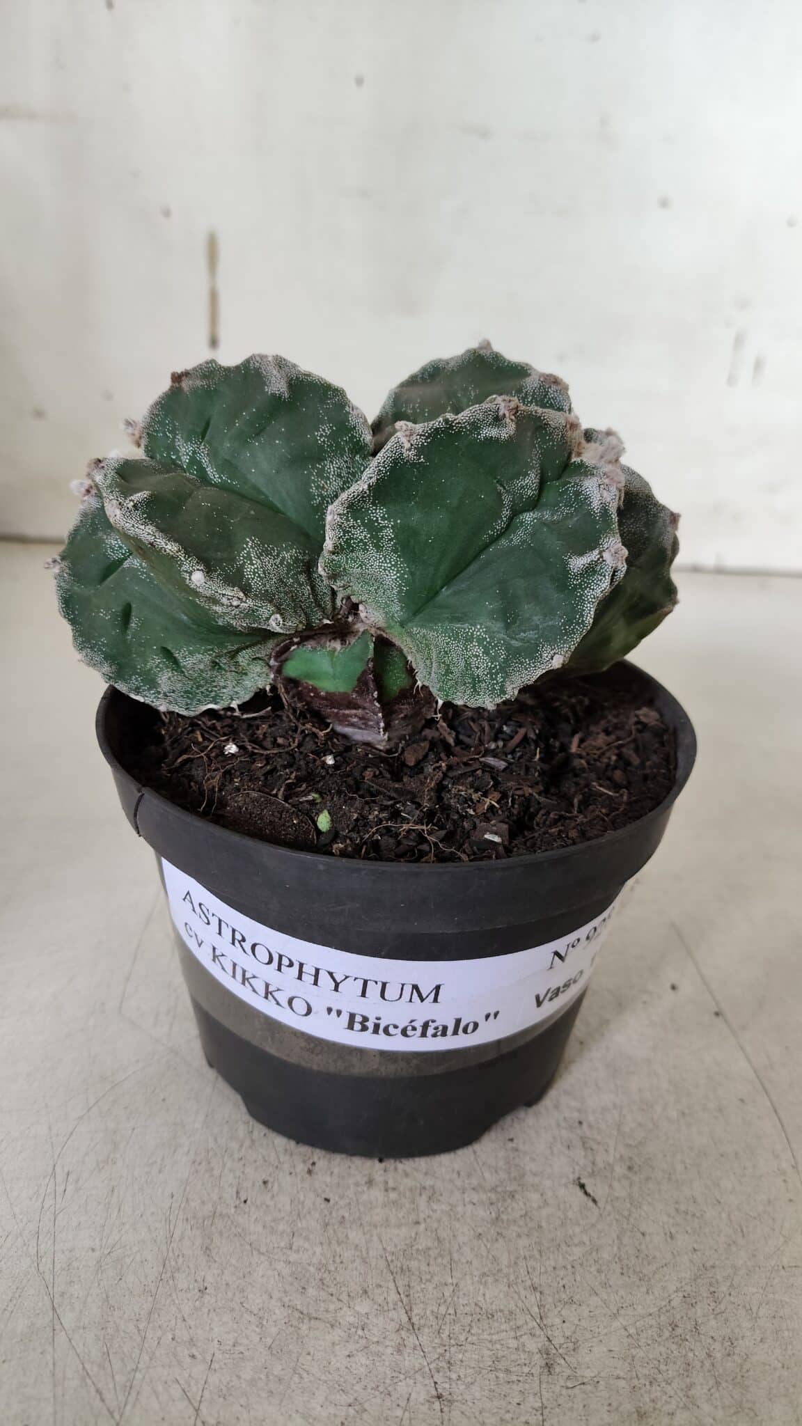 ASTROPHYTUM cv KIKKO "Bicéfalo"  Nº 928 – vaso 11