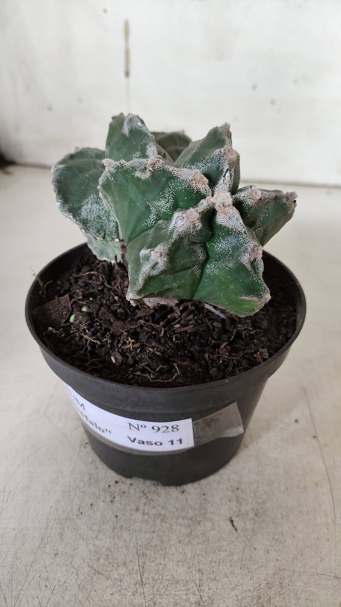 ASTROPHYTUM cv KIKKO "Bicéfalo"  Nº 928 – vaso 11