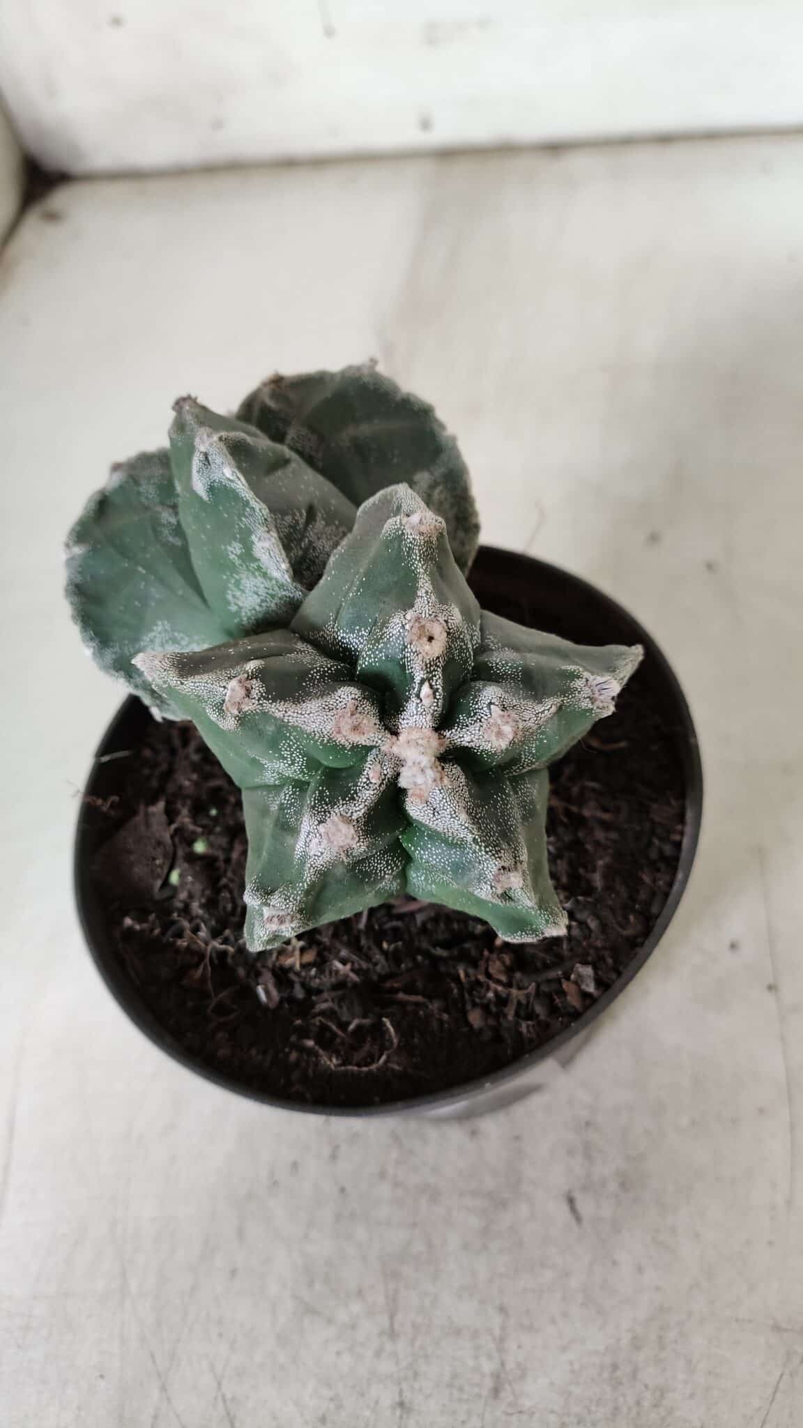 ASTROPHYTUM cv KIKKO "Bicéfalo"  Nº 928 – vaso 11