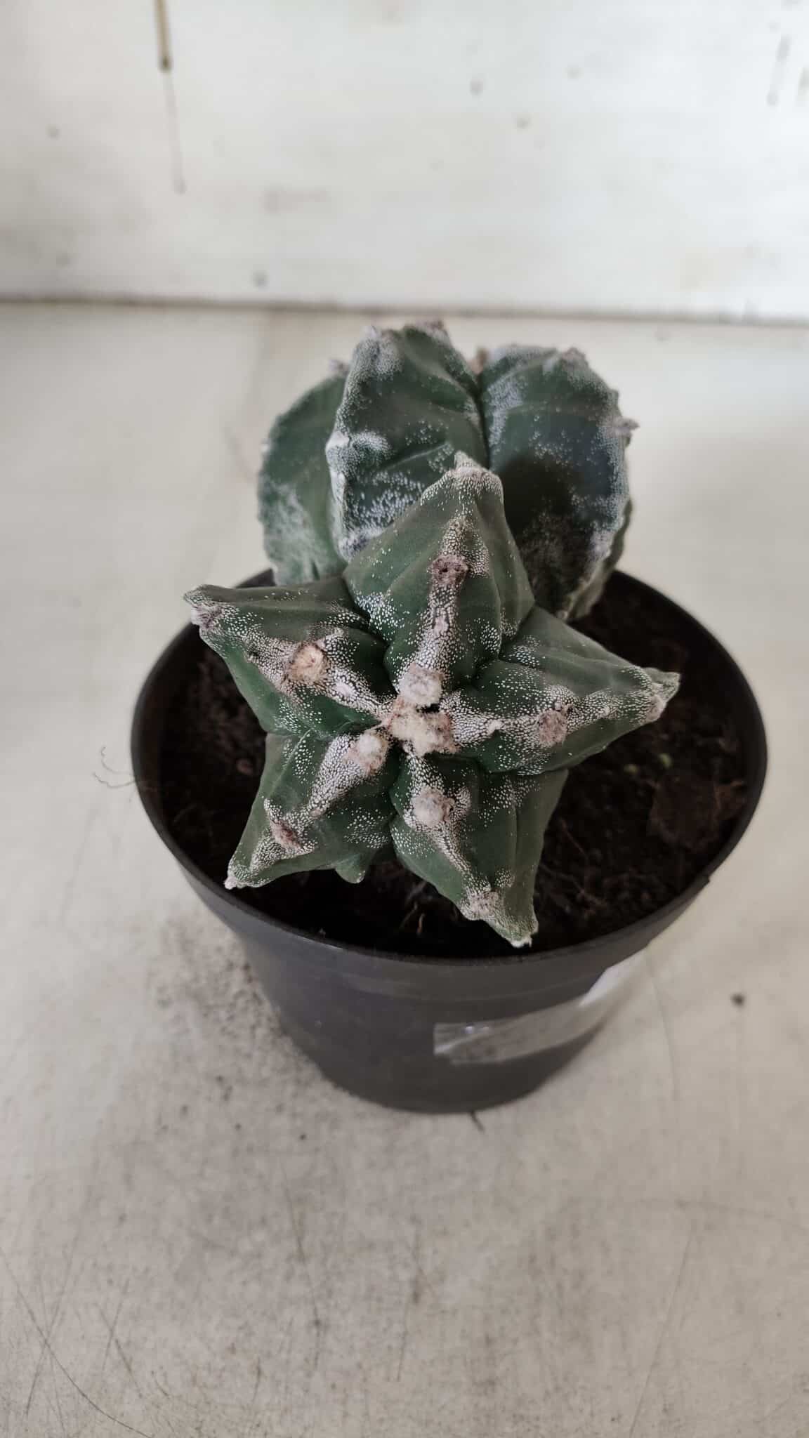 ASTROPHYTUM cv KIKKO "Bicéfalo"  Nº 928 – vaso 11