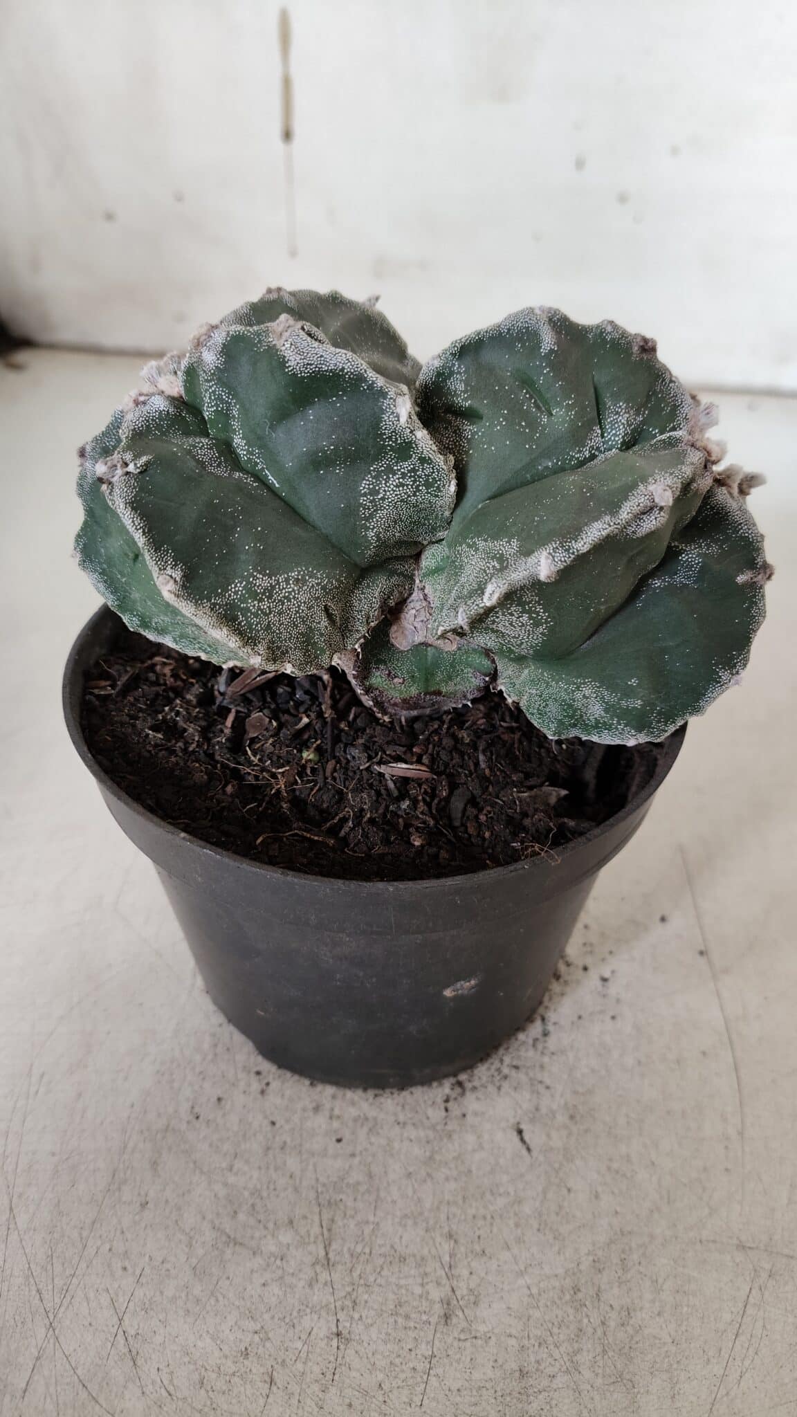 ASTROPHYTUM cv KIKKO "Bicéfalo"  Nº 928 – vaso 11