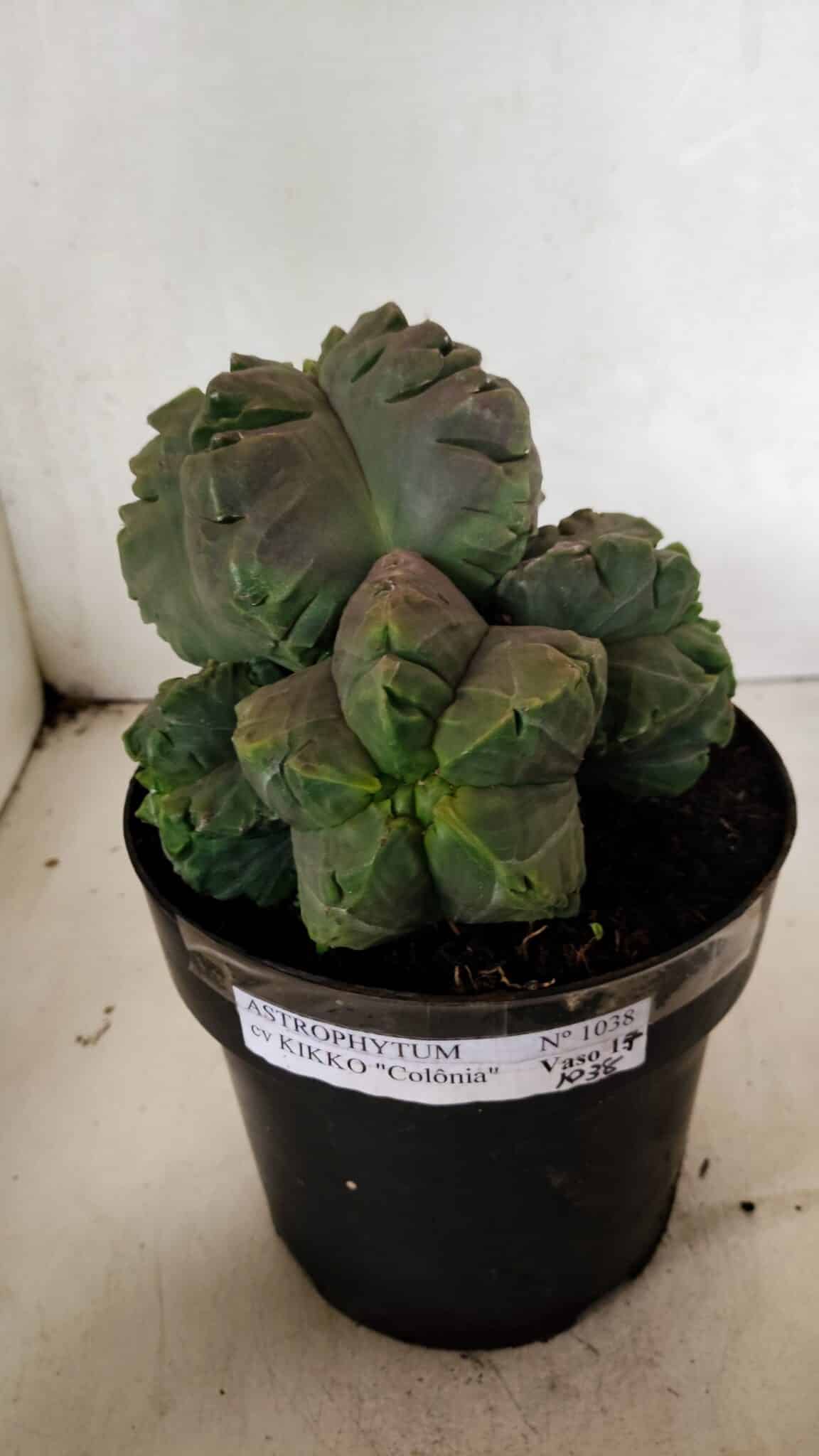 MATRIZ ASTROPHYTUM cv KIKKO "COLÔNIA"  Nº 1038 – vaso 17 - foto 2