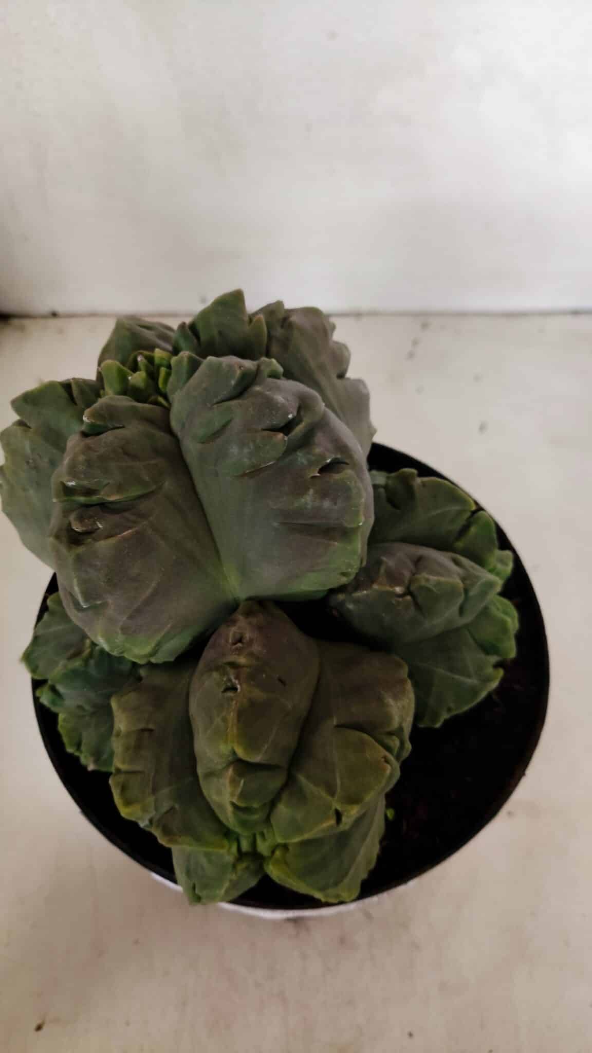 MATRIZ ASTROPHYTUM cv KIKKO "COLÔNIA"  Nº 1038 – vaso 17 - foto 5