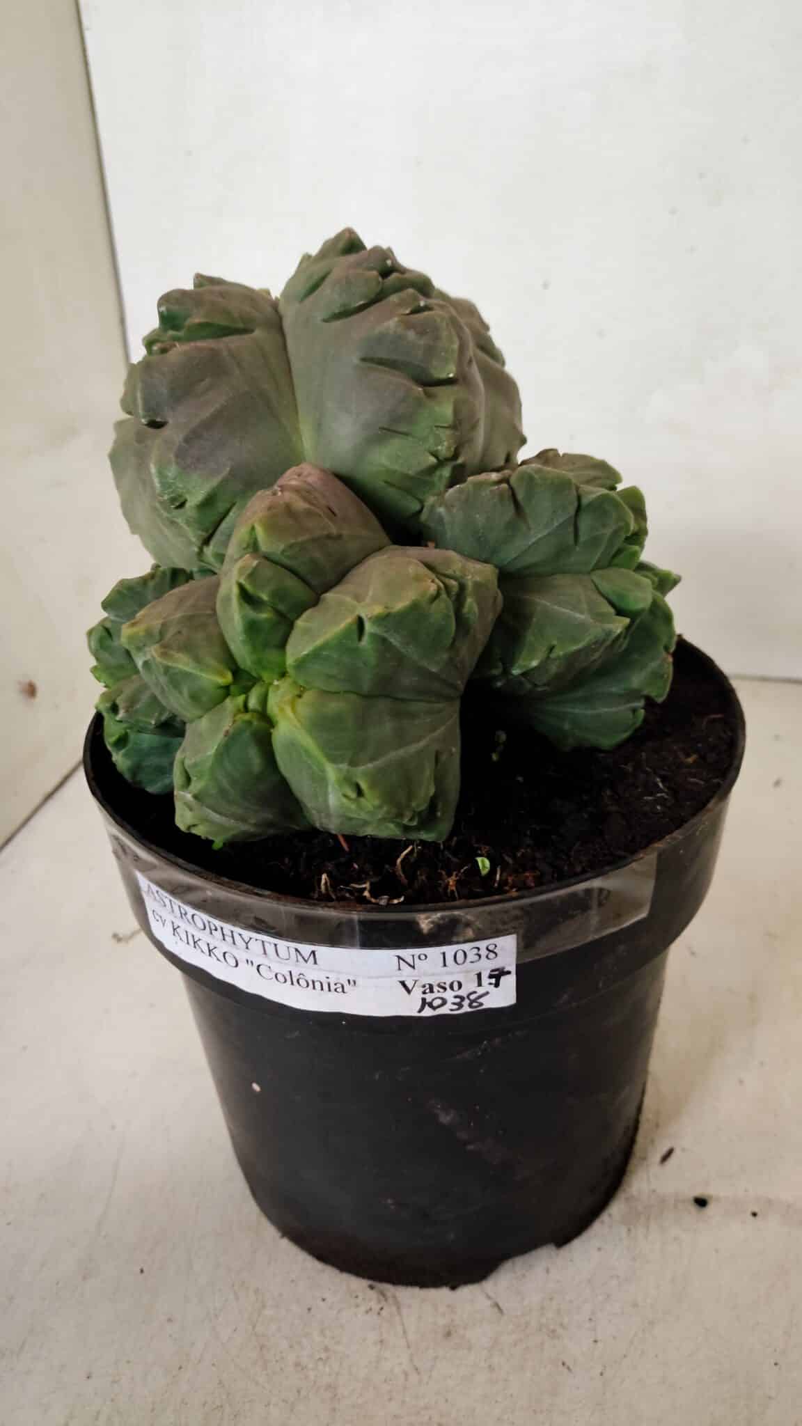 MATRIZ ASTROPHYTUM cv KIKKO "COLÔNIA"  Nº 1038 – vaso 17 - foto 6