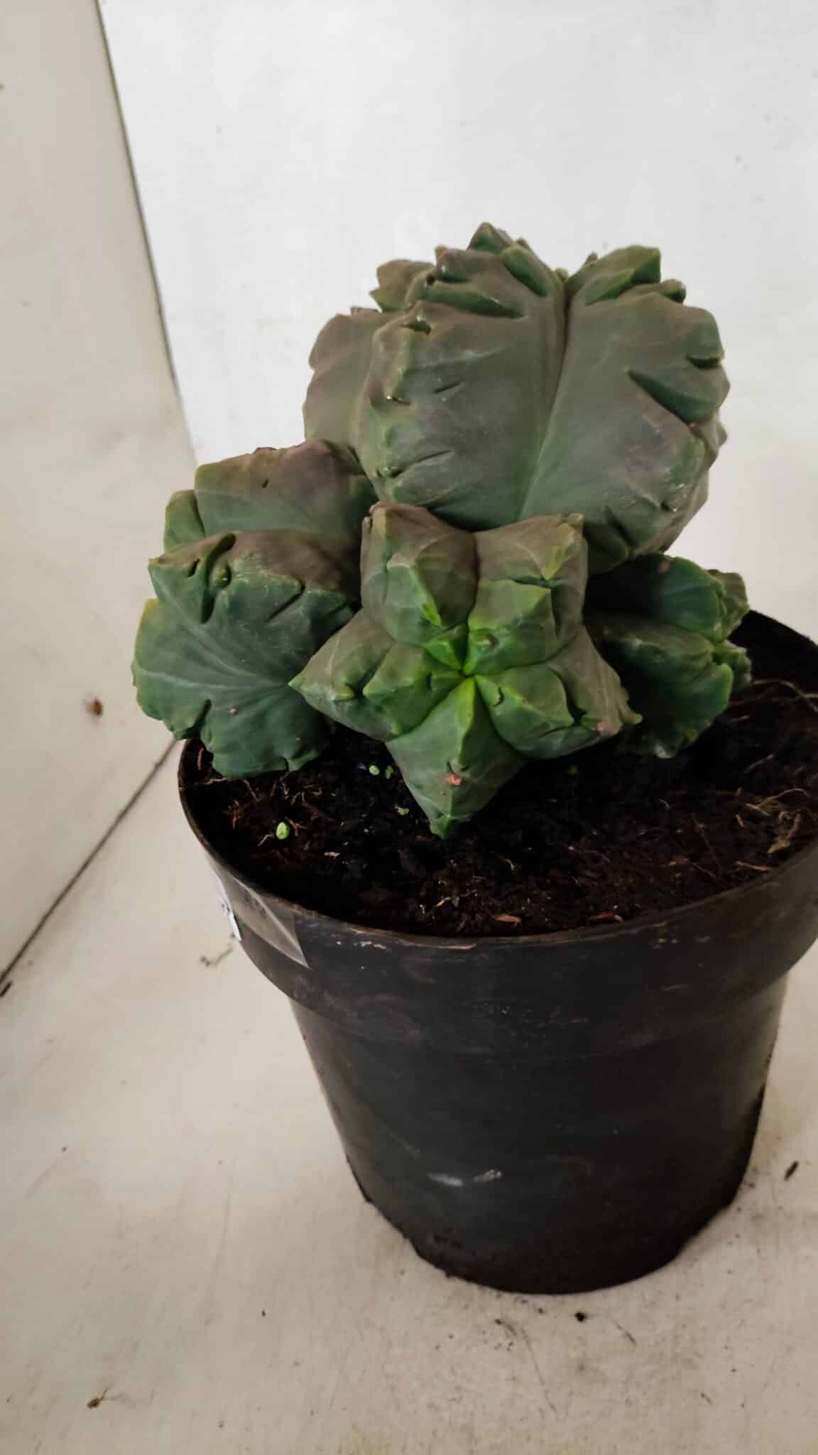 MATRIZ ASTROPHYTUM cv KIKKO "COLÔNIA"  Nº 1038 – vaso 17 - foto 7