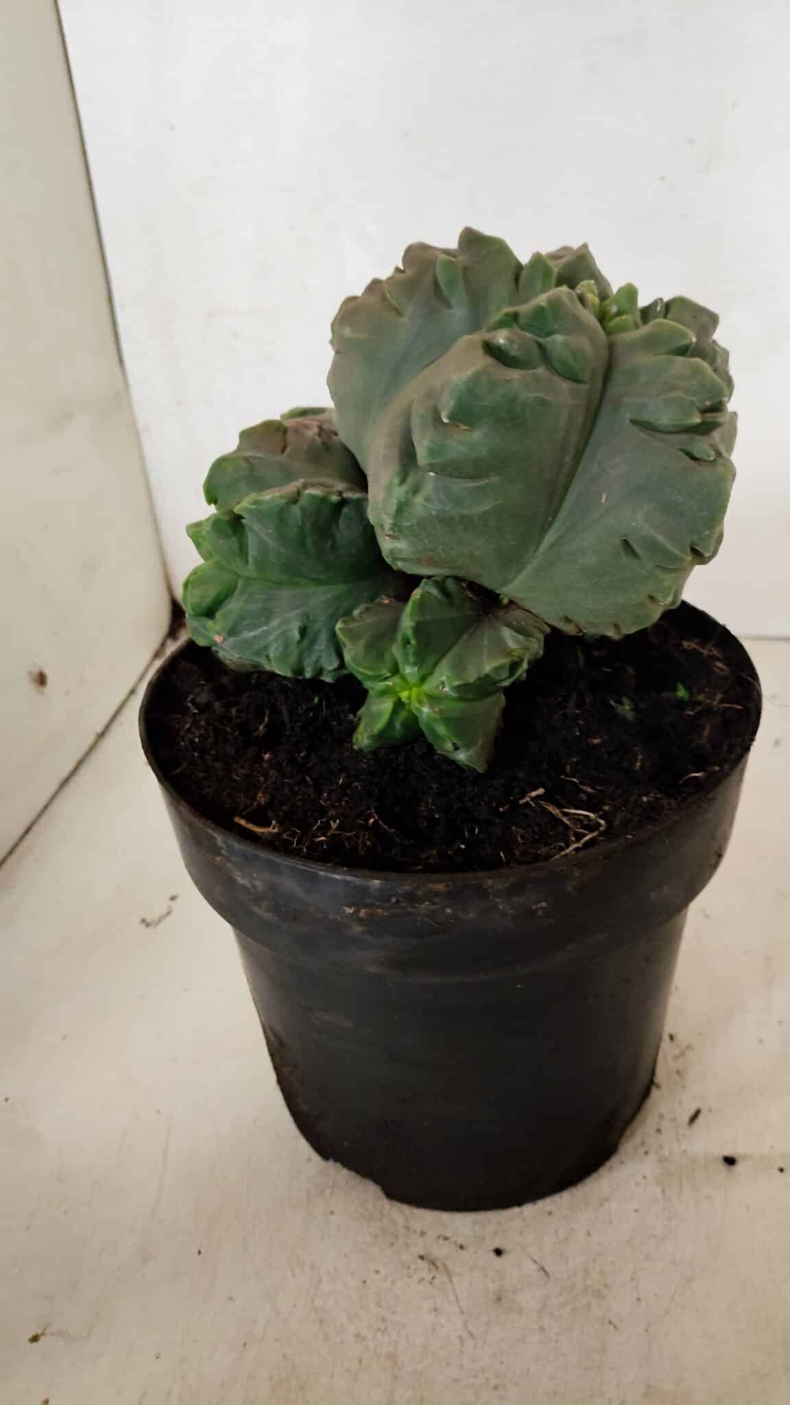 MATRIZ ASTROPHYTUM cv KIKKO "COLÔNIA"  Nº 1038 – vaso 17 - foto 8