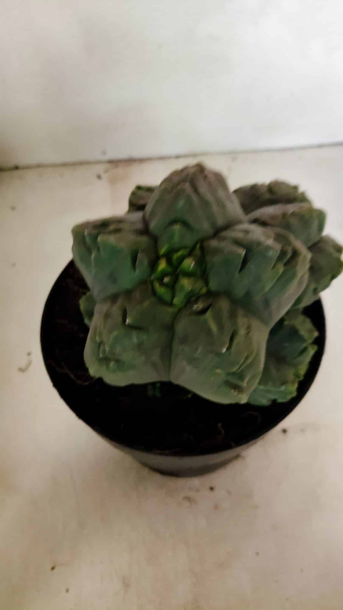 MATRIZ ASTROPHYTUM cv KIKKO "COLÔNIA"  Nº 1038 – vaso 17 - foto 9
