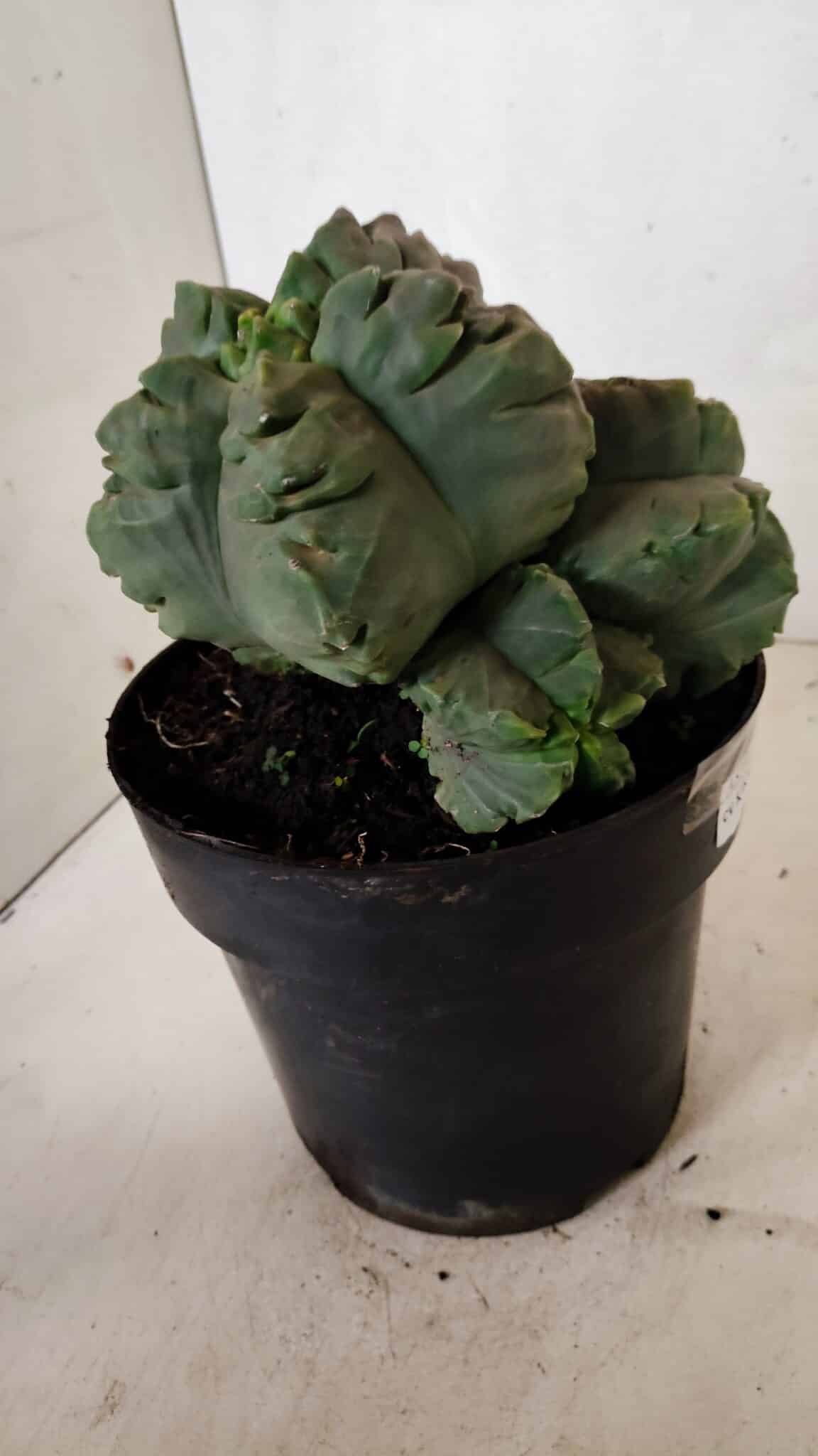 MATRIZ ASTROPHYTUM cv KIKKO "COLÔNIA"  Nº 1038 – vaso 17 - foto 10