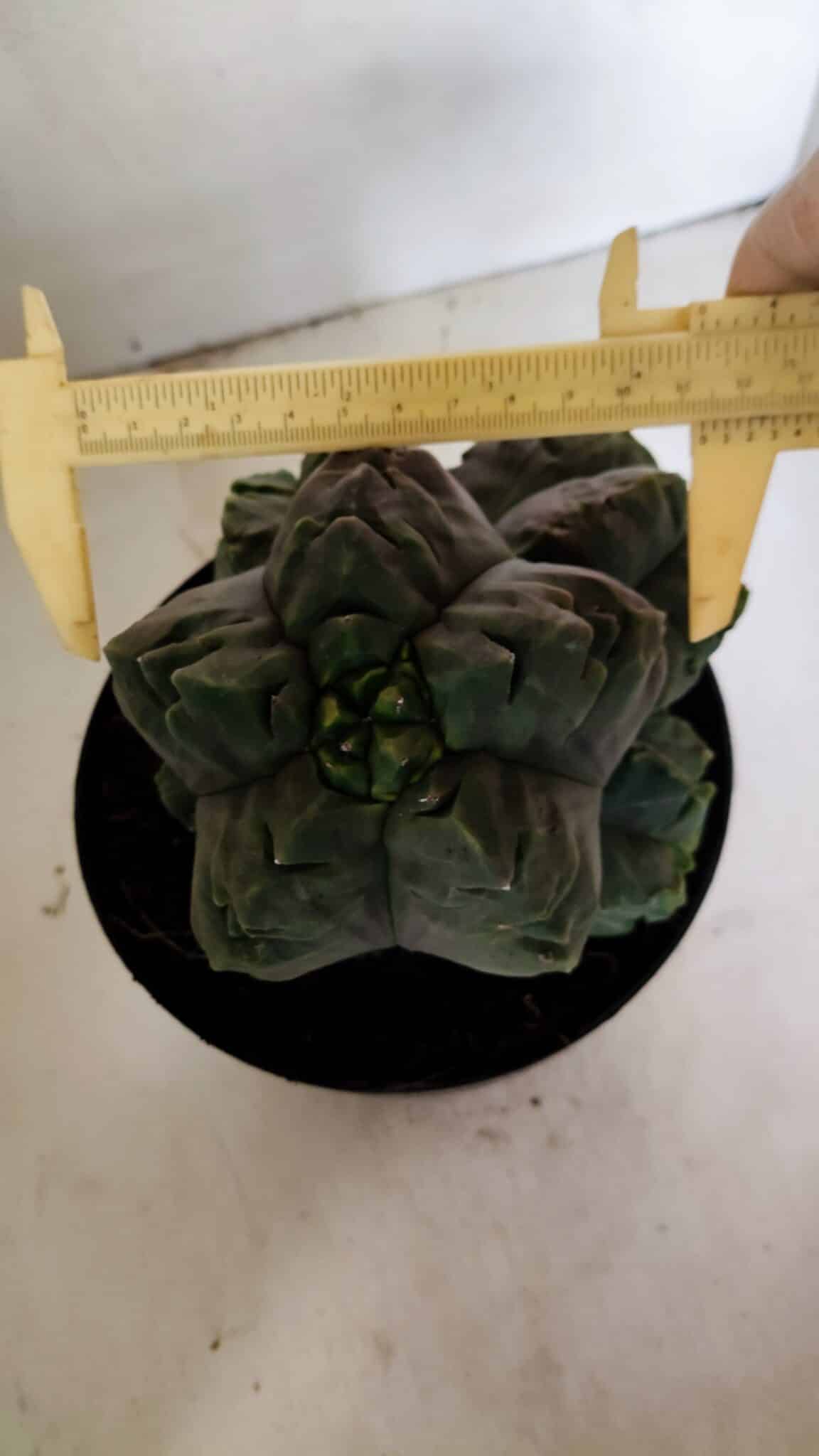 MATRIZ ASTROPHYTUM cv KIKKO "COLÔNIA"  Nº 1038 – vaso 17 - foto 4