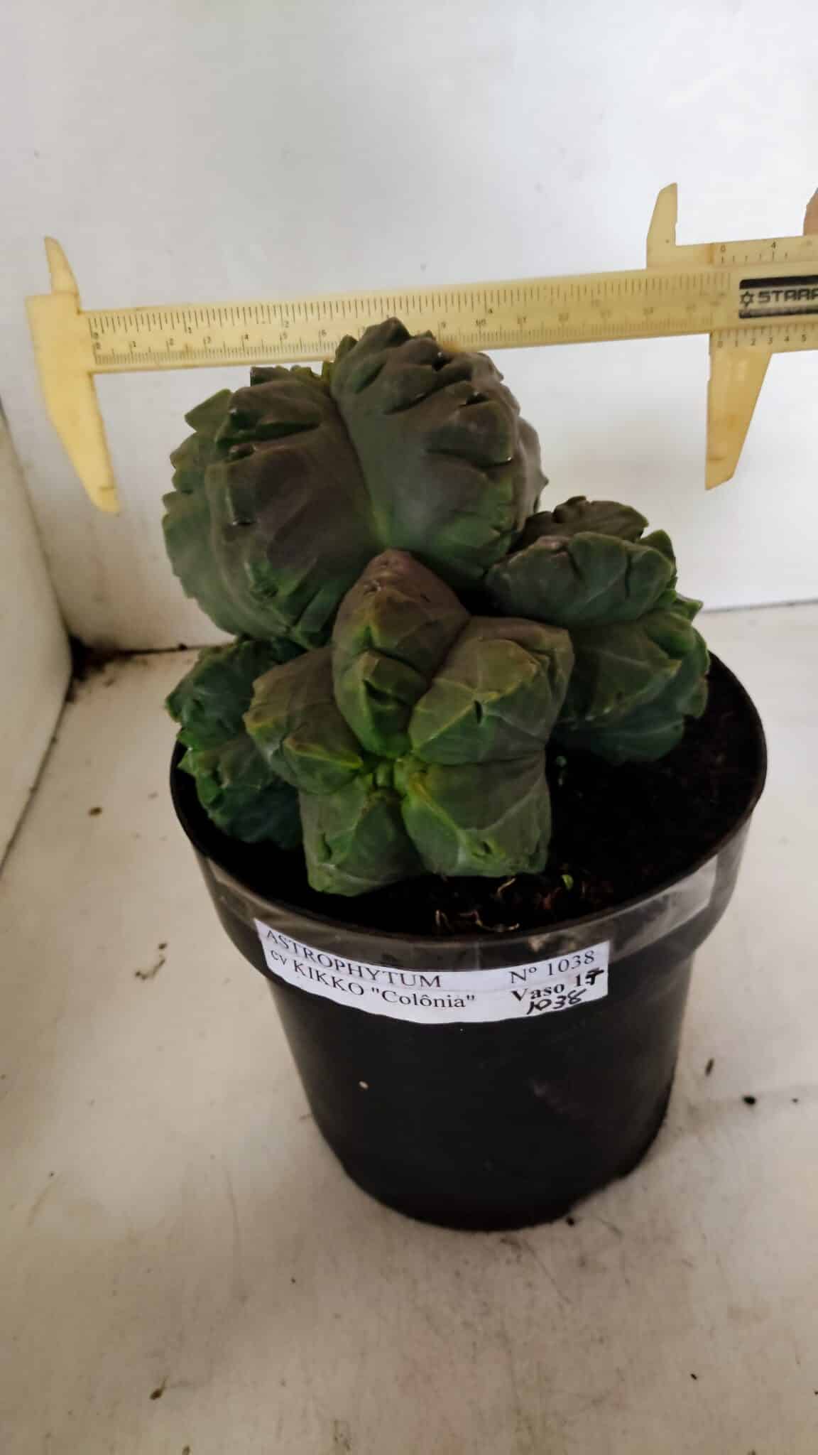 MATRIZ ASTROPHYTUM cv KIKKO "COLÔNIA"  Nº 1038 – vaso 17 - foto 3