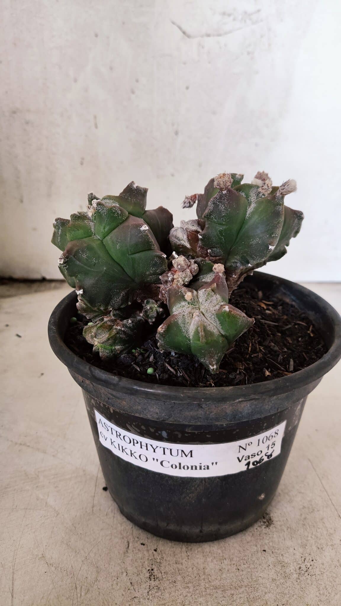 MATRIZ ASTROPHYTUM cv KIKKO "COLÔNIA"  Nº 1068 – vaso 15 - foto 2
