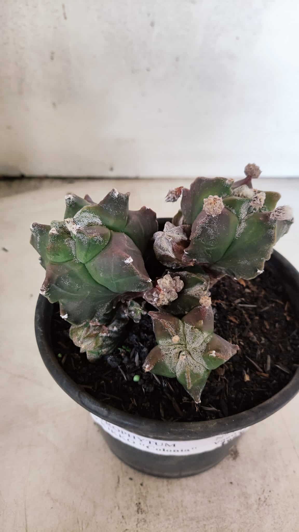 MATRIZ ASTROPHYTUM cv KIKKO "COLÔNIA"  Nº 1068 – vaso 15 - foto 4