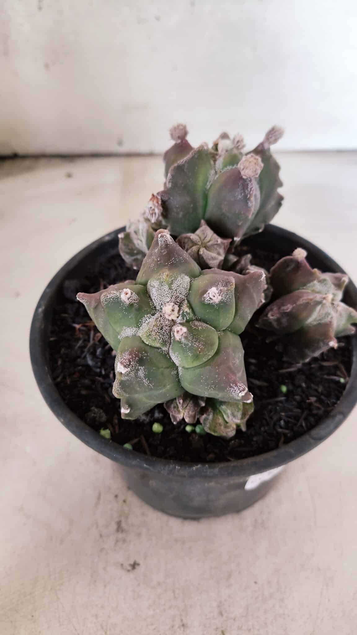 MATRIZ ASTROPHYTUM cv KIKKO "COLÔNIA"  Nº 1068 – vaso 15 - foto 8