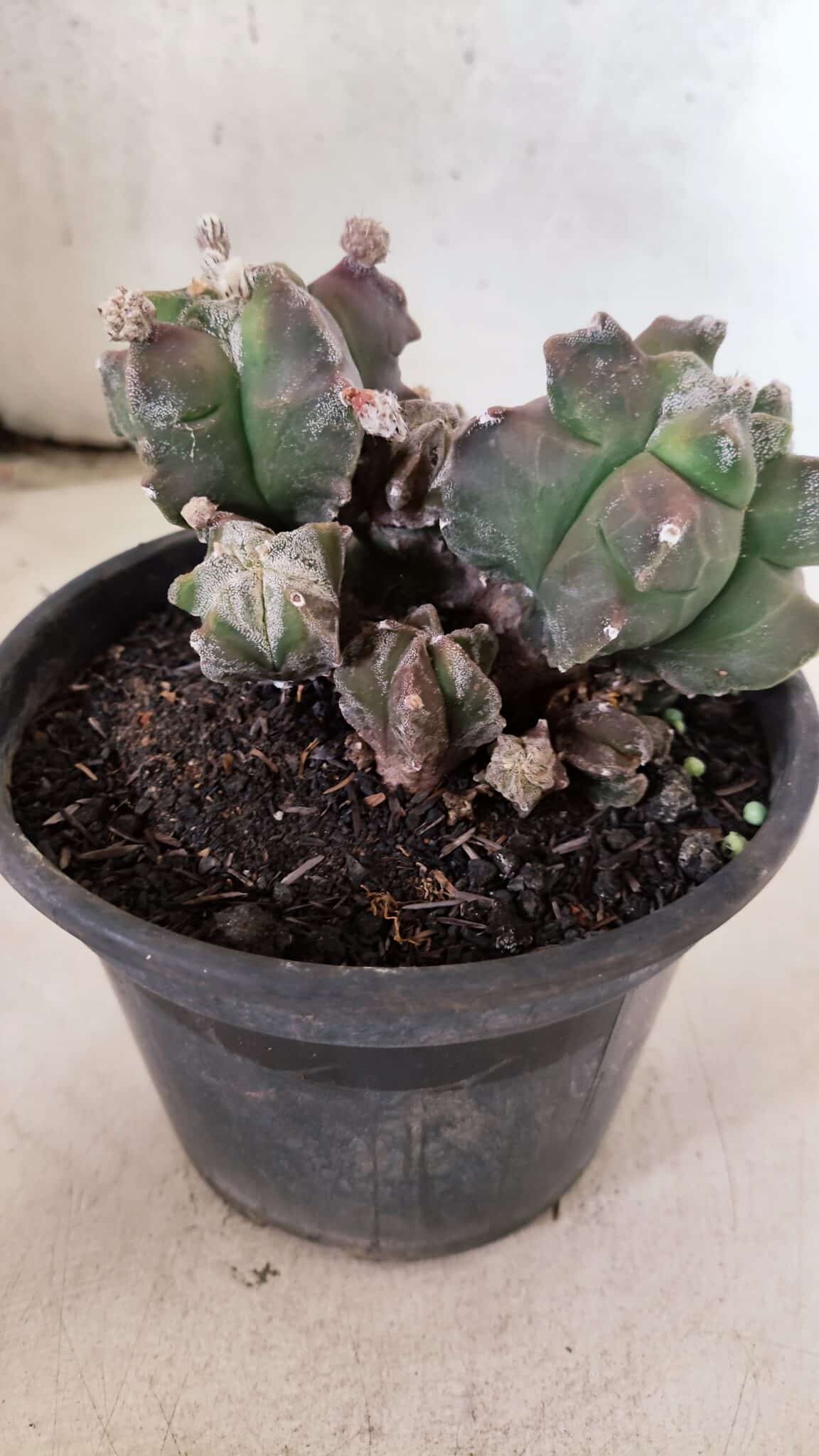 MATRIZ ASTROPHYTUM cv KIKKO "COLÔNIA"  Nº 1068 – vaso 15 - foto 7