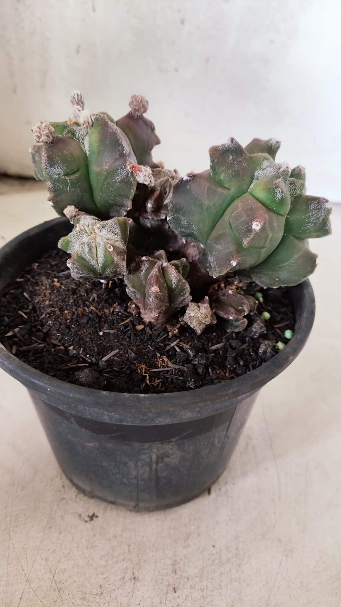 MATRIZ ASTROPHYTUM cv KIKKO "COLÔNIA"  Nº 1068 – vaso 15 - foto 6