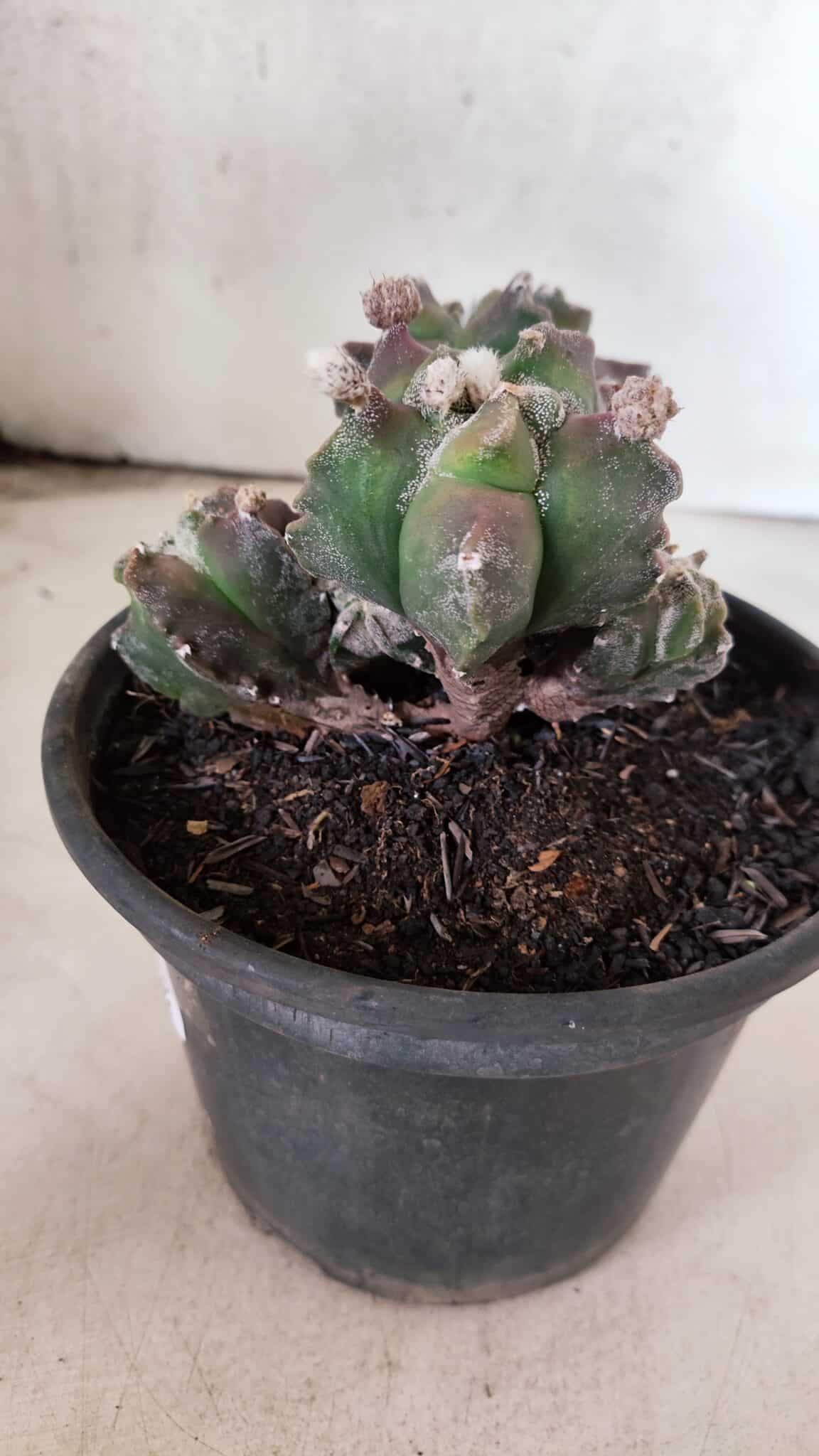 MATRIZ ASTROPHYTUM cv KIKKO "COLÔNIA"  Nº 1068 – vaso 15 - foto 5