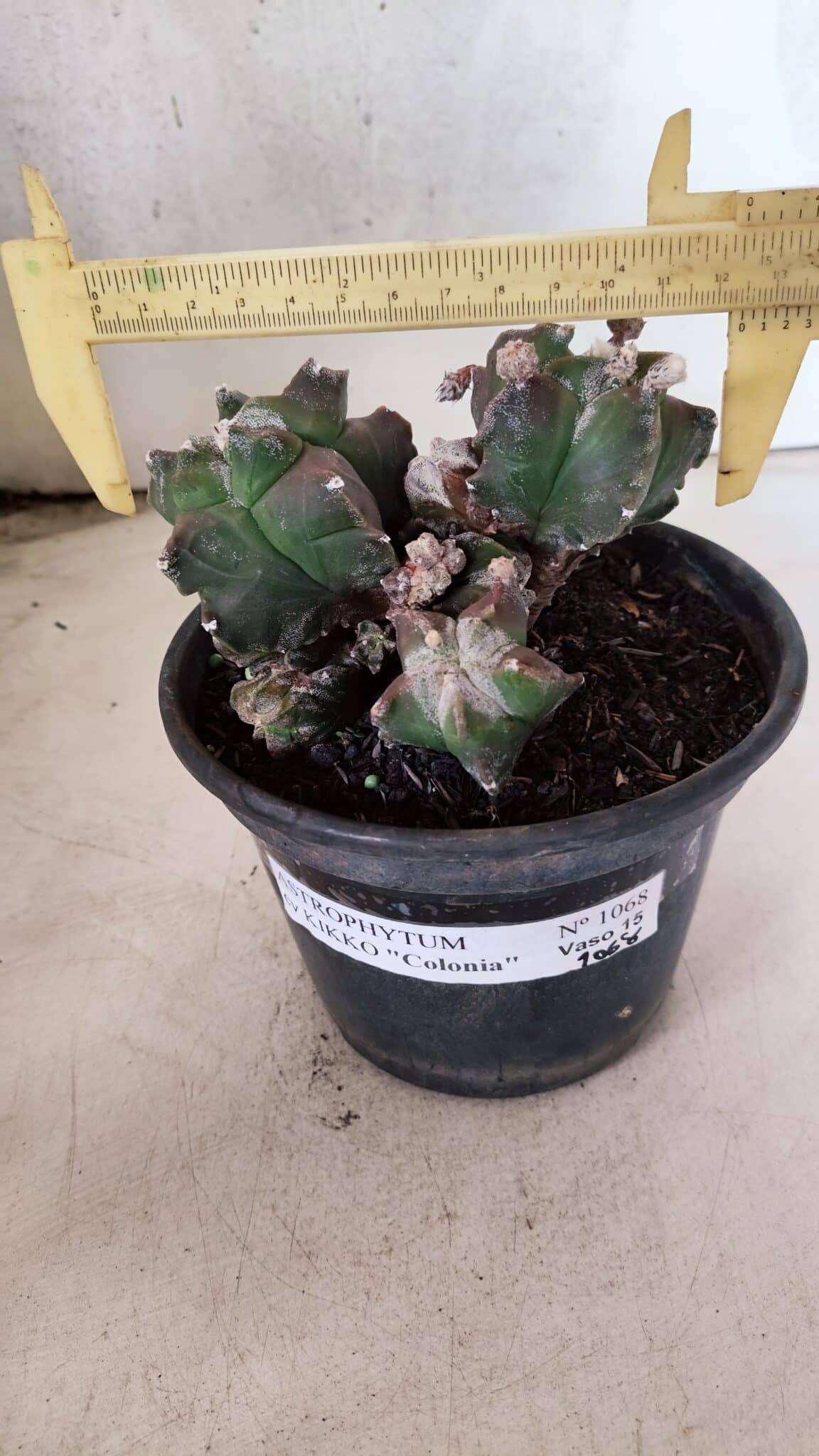 MATRIZ ASTROPHYTUM cv KIKKO "COLÔNIA"  Nº 1068 – vaso 15 - foto 3