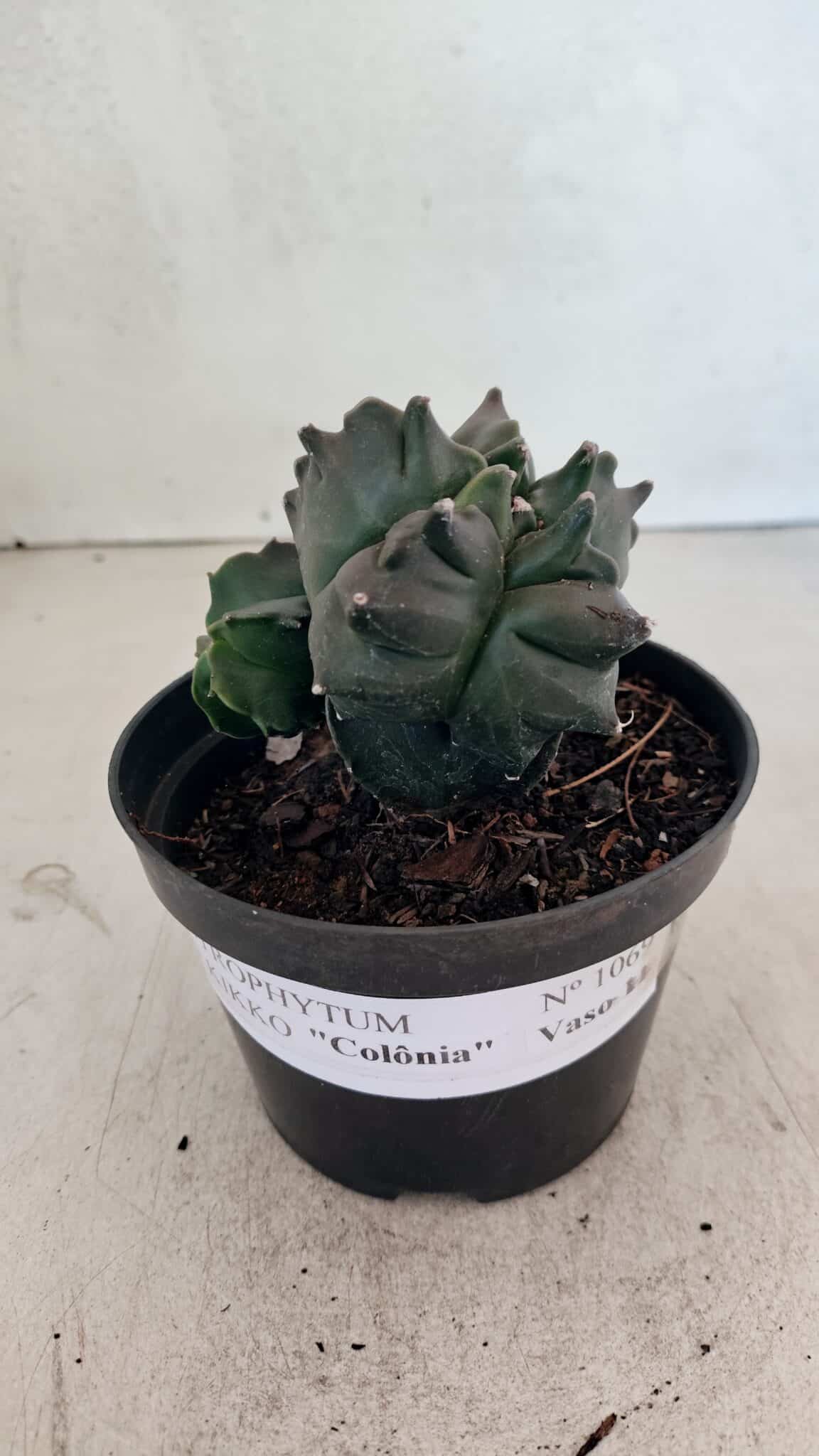 ASTROPHYTUM cv KIKKO "COLÔNIA"  Nº 1069 – vaso 11 - foto 2