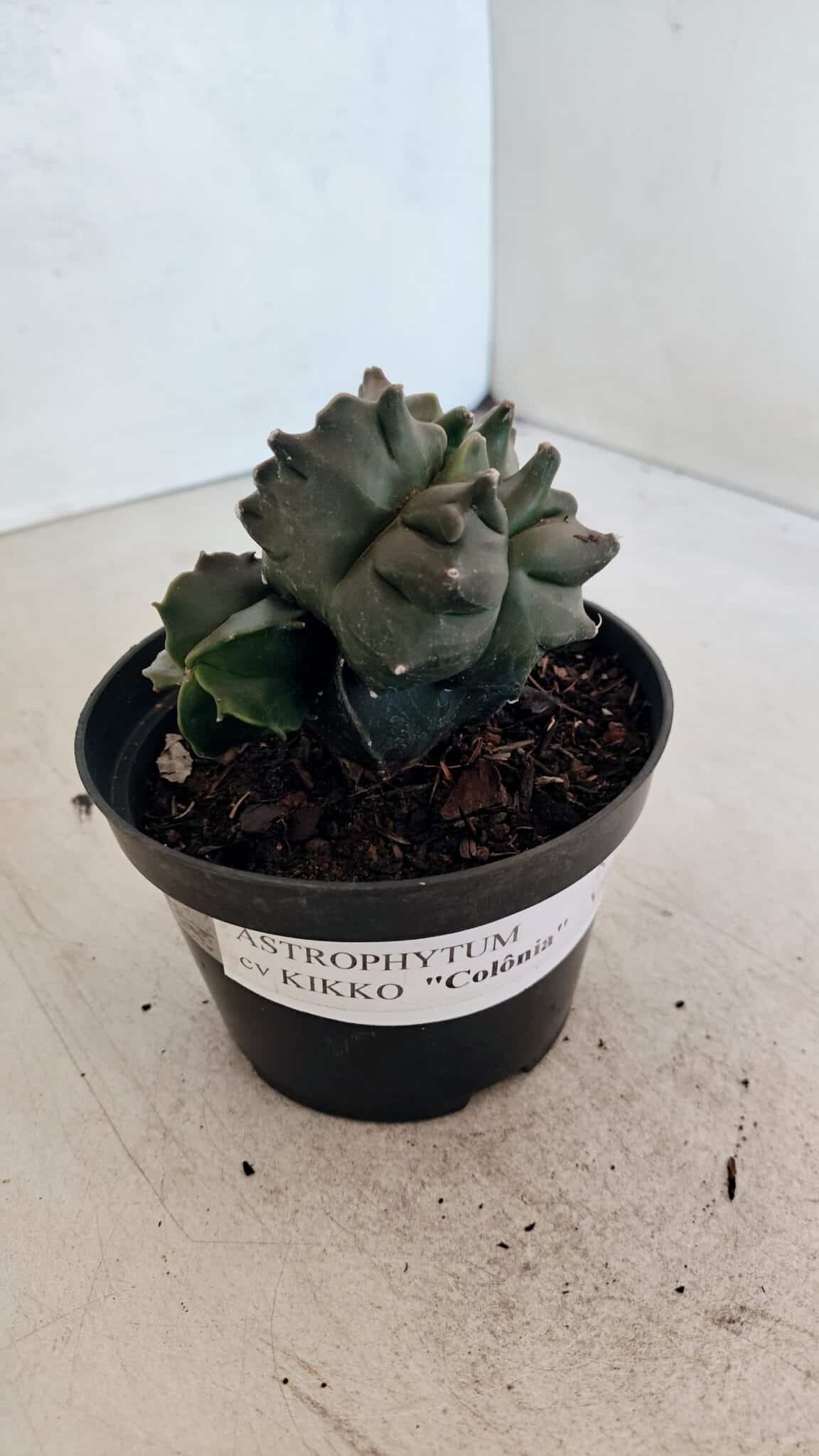ASTROPHYTUM cv KIKKO "COLÔNIA"  Nº 1069 – vaso 11 - foto 5