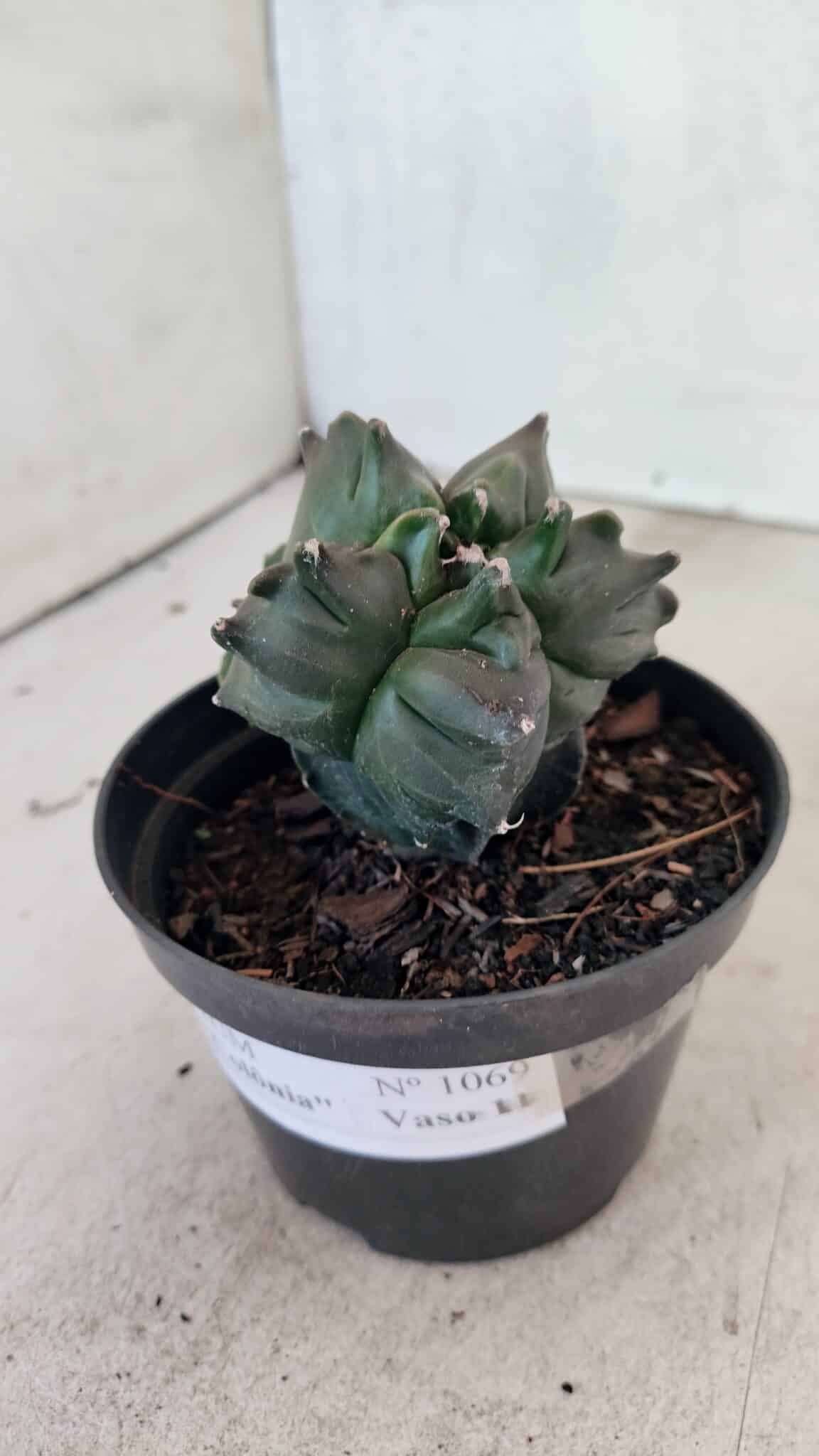 ASTROPHYTUM cv KIKKO "COLÔNIA"  Nº 1069 – vaso 11 - foto 6