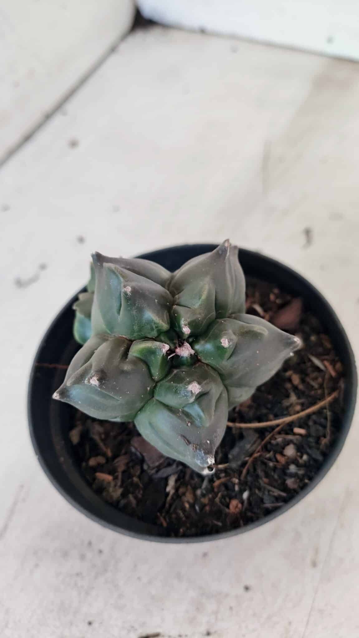 ASTROPHYTUM cv KIKKO "COLÔNIA"  Nº 1069 – vaso 11 - foto 7