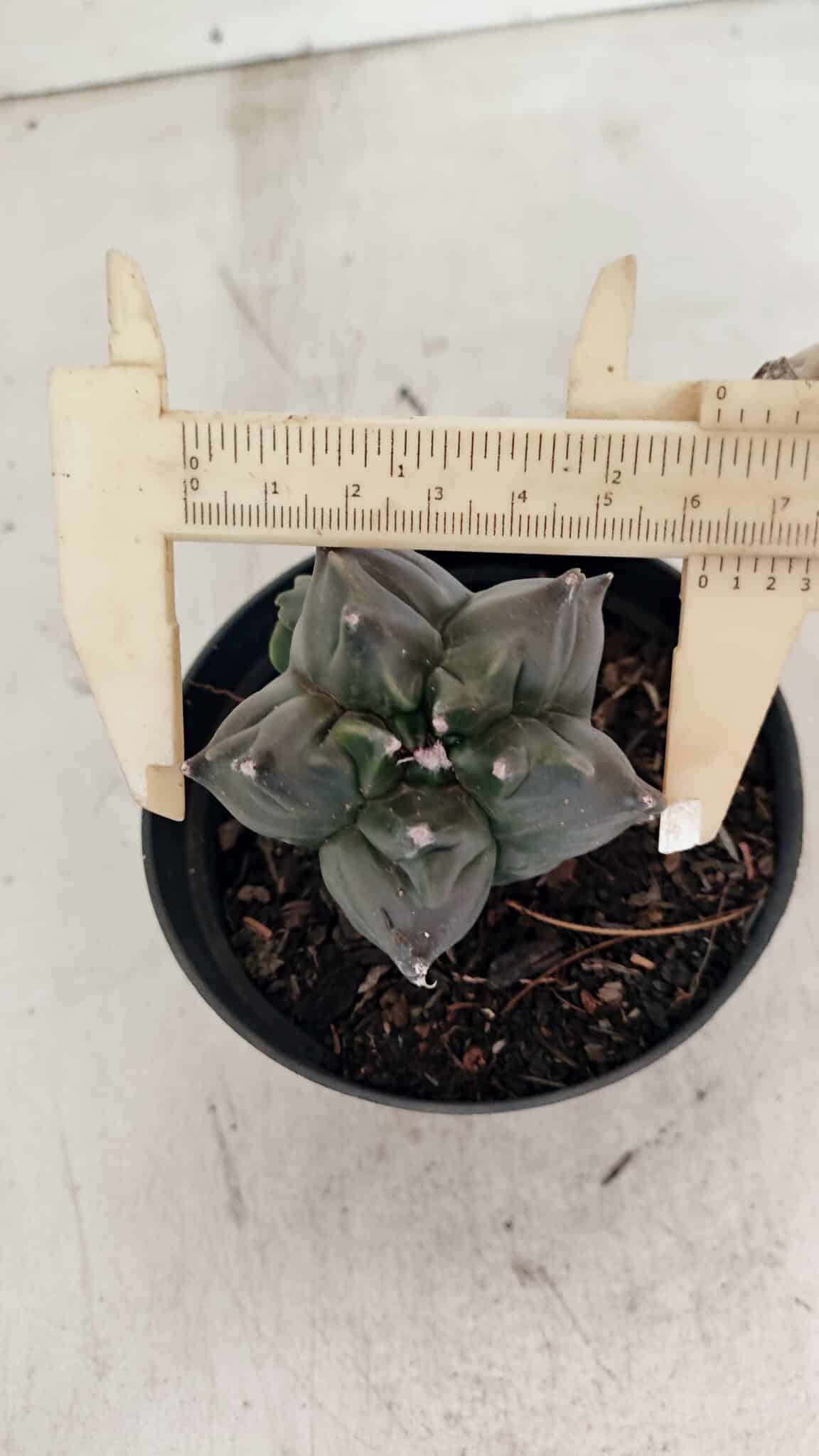 ASTROPHYTUM cv KIKKO "COLÔNIA"  Nº 1069 – vaso 11 - foto 3