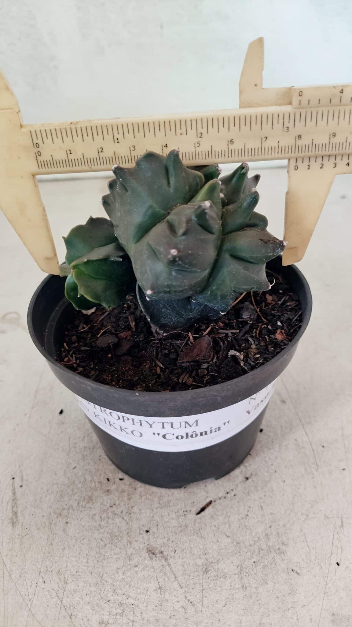 ASTROPHYTUM cv KIKKO "COLÔNIA"  Nº 1069 – vaso 11 - foto 4
