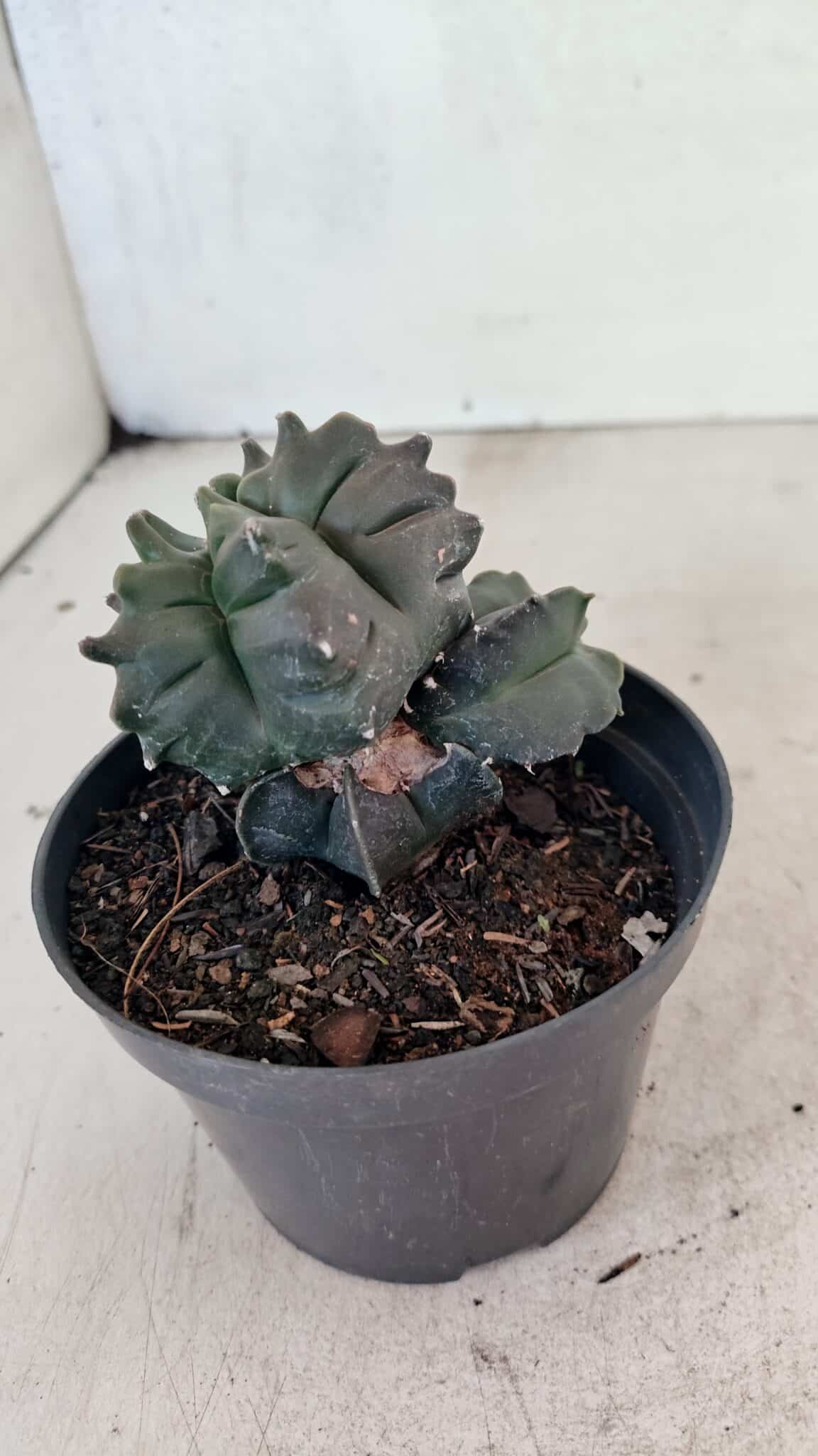 ASTROPHYTUM cv KIKKO "COLÔNIA"  Nº 1069 – vaso 11 - foto 8