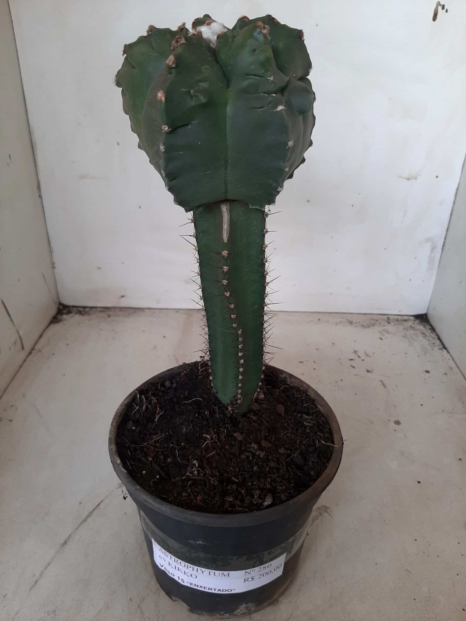 MATRIZ ASTROPHYTUM cv KIKKO  "ENXERTADO"  Nº 280 – vaso 15