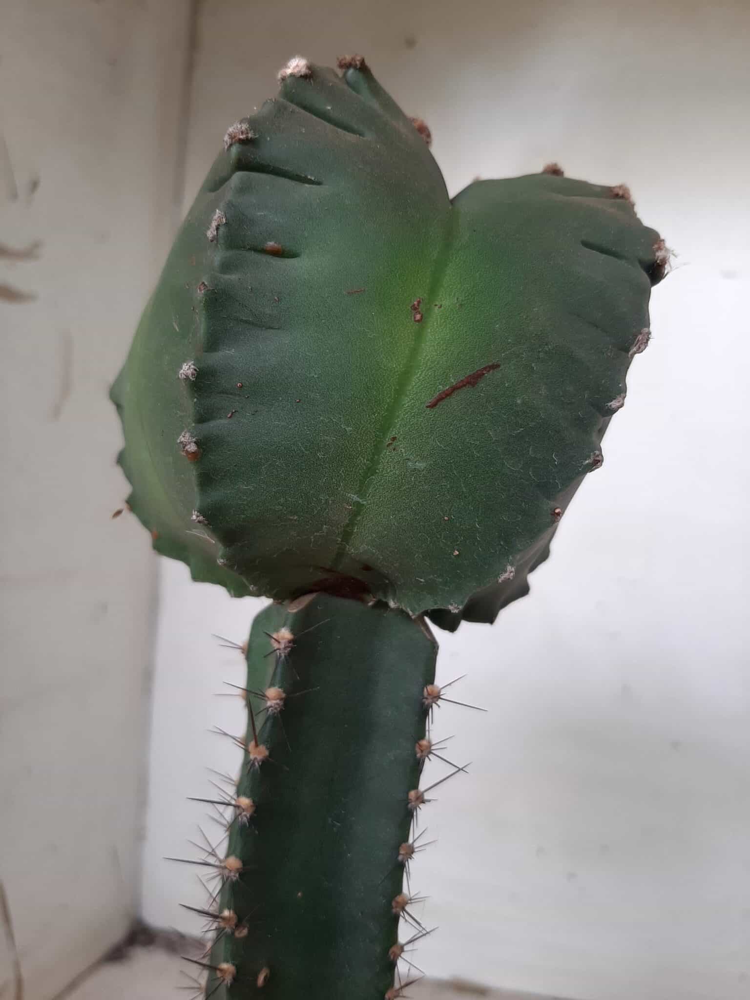MATRIZ ASTROPHYTUM cv KIKKO  "ENXERTADO"  Nº 280 – vaso 15