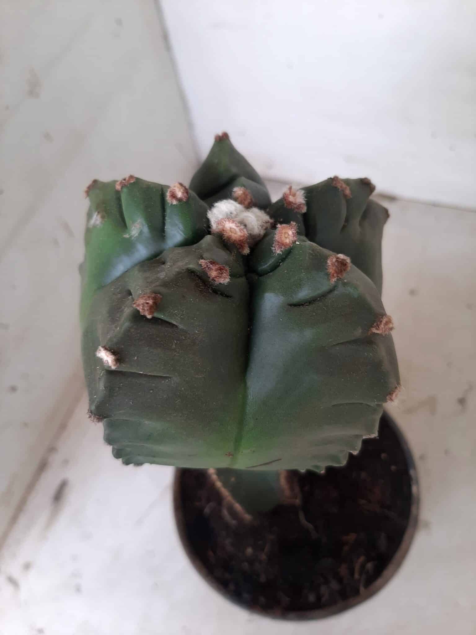 MATRIZ ASTROPHYTUM cv KIKKO  "ENXERTADO"  Nº 280 – vaso 15