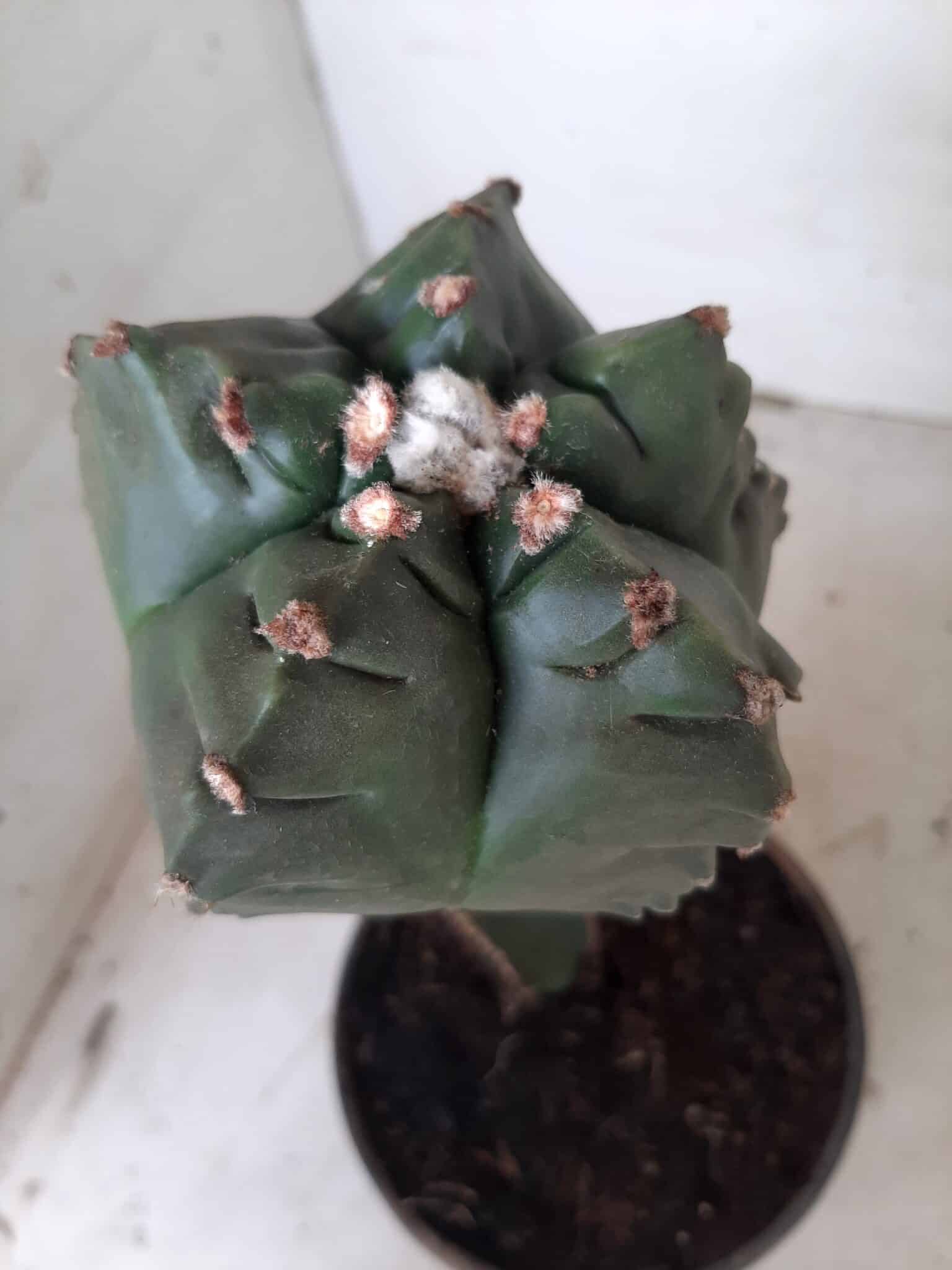 MATRIZ ASTROPHYTUM cv KIKKO  "ENXERTADO"  Nº 280 – vaso 15