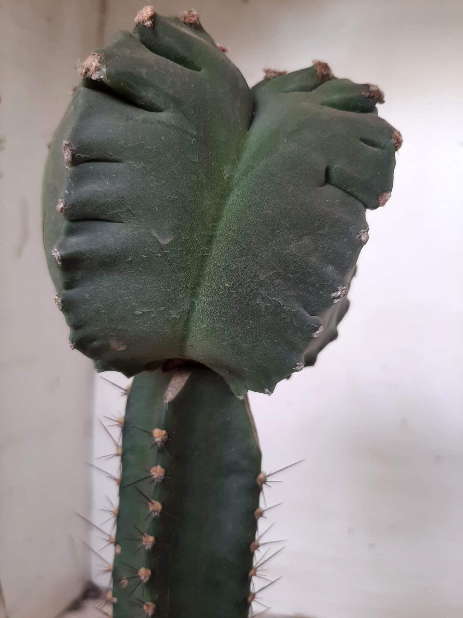 MATRIZ ASTROPHYTUM cv KIKKO  "ENXERTADO"  Nº 280 – vaso 15
