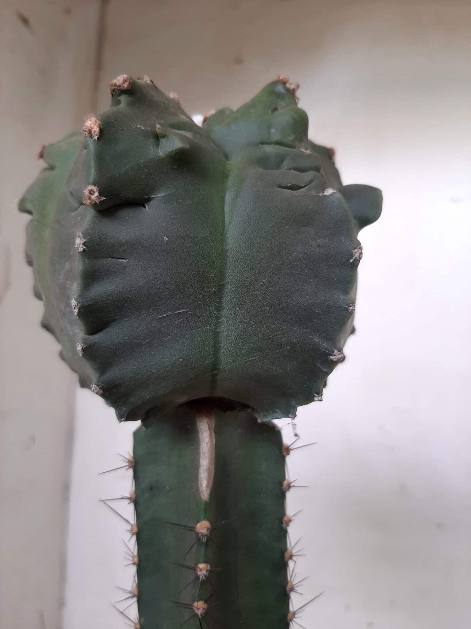MATRIZ ASTROPHYTUM cv KIKKO  "ENXERTADO"  Nº 280 – vaso 15
