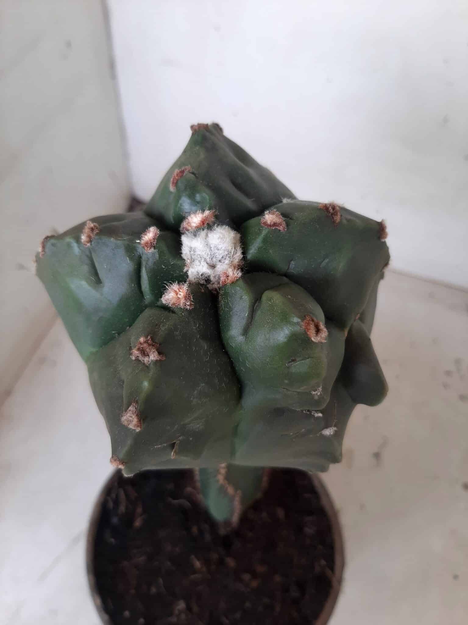MATRIZ ASTROPHYTUM cv KIKKO  "ENXERTADO"  Nº 280 – vaso 15